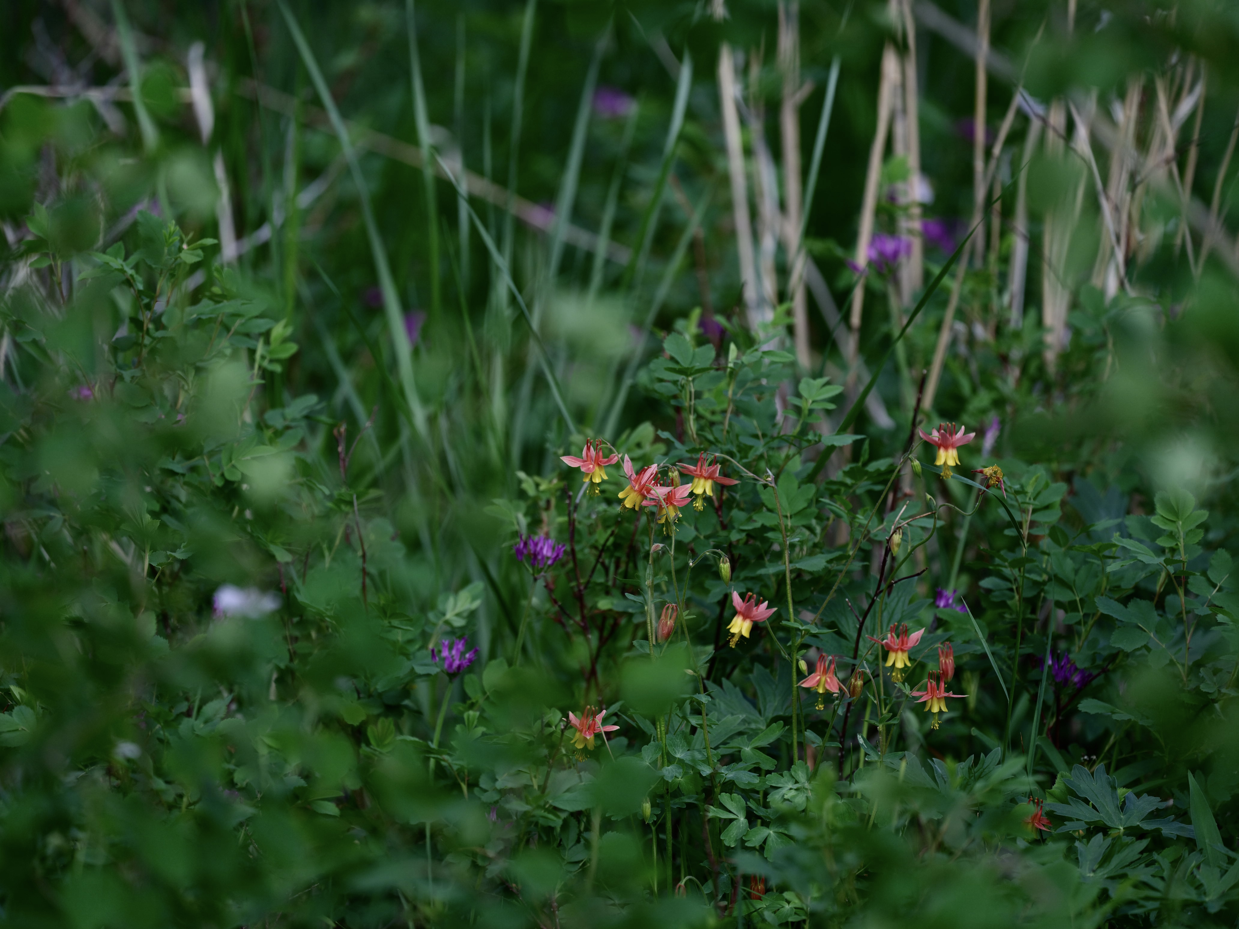 Of Mountain Wildflowers