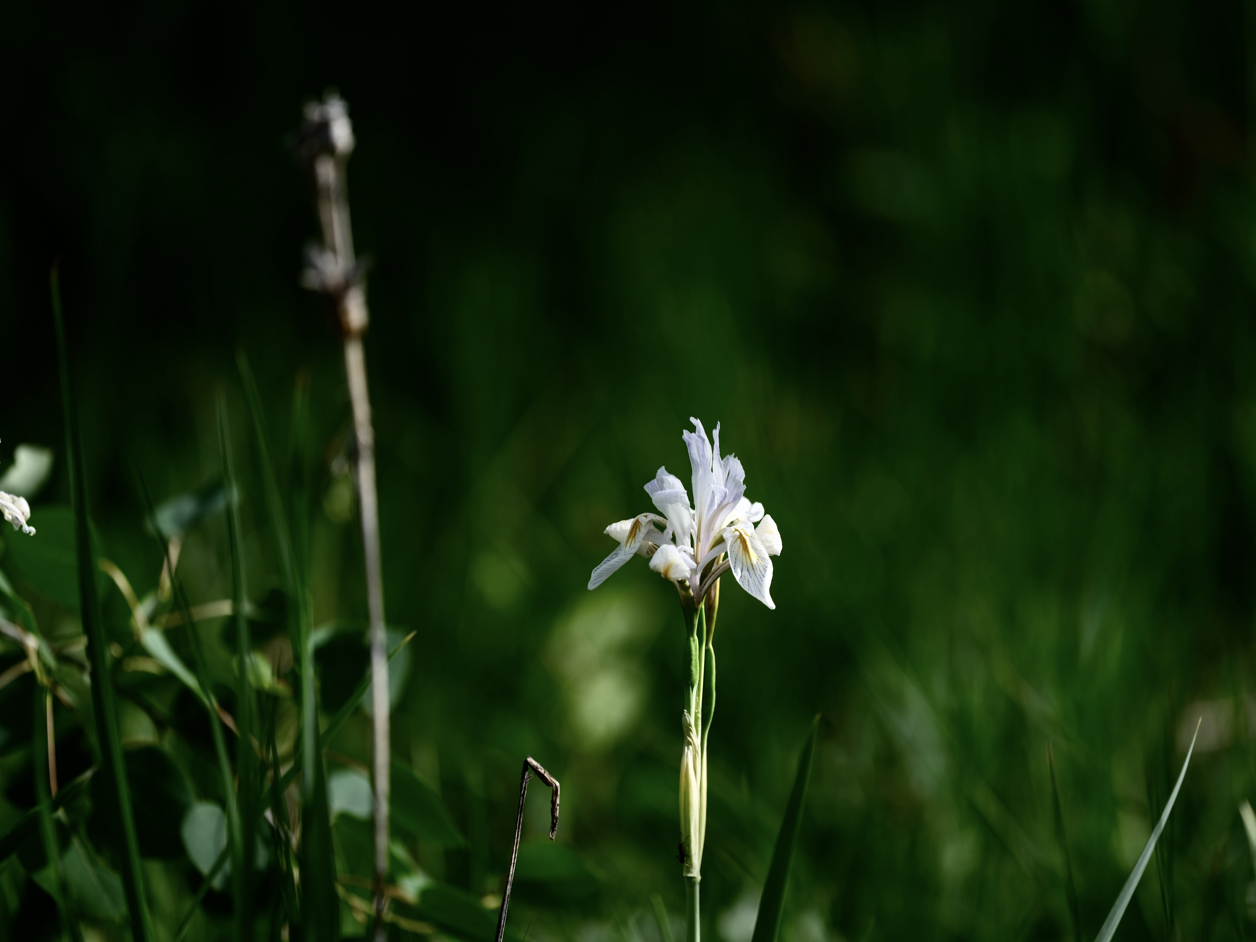 Of Mountain Wildflowers