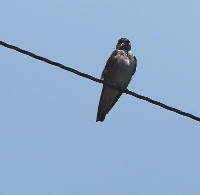 Swallows