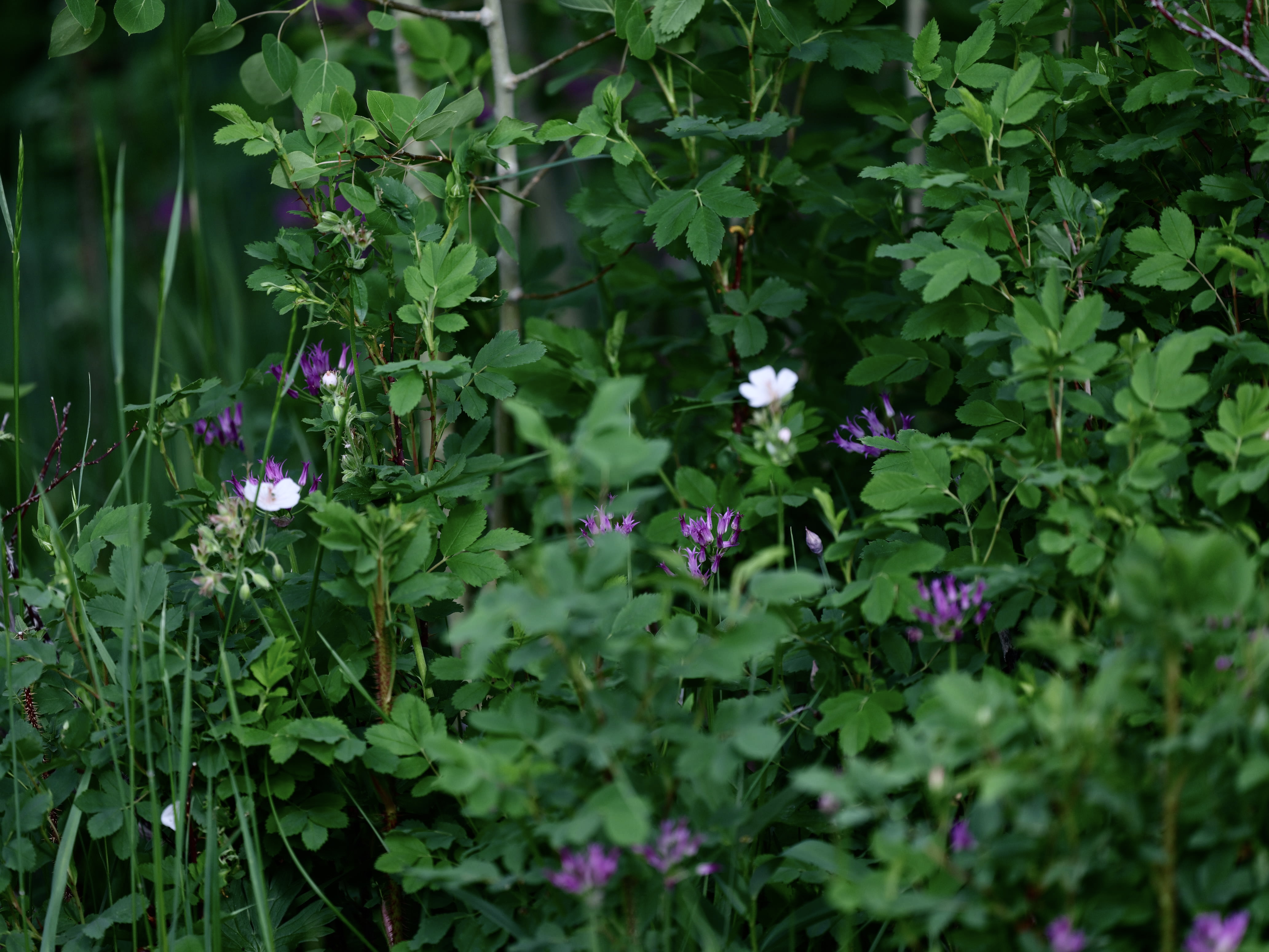 Of Mountain Wildflowers