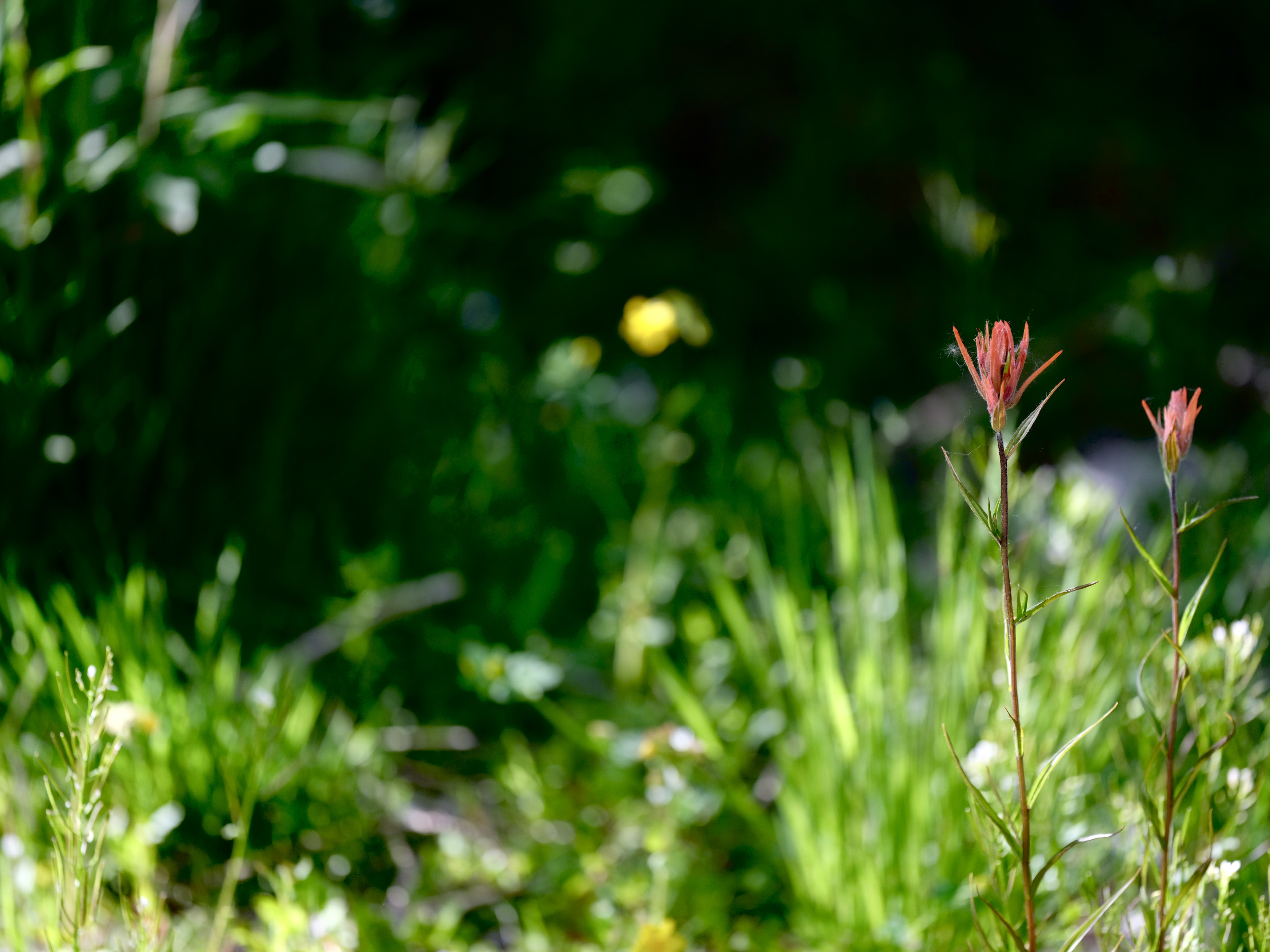 Of Mountain Wildflowers