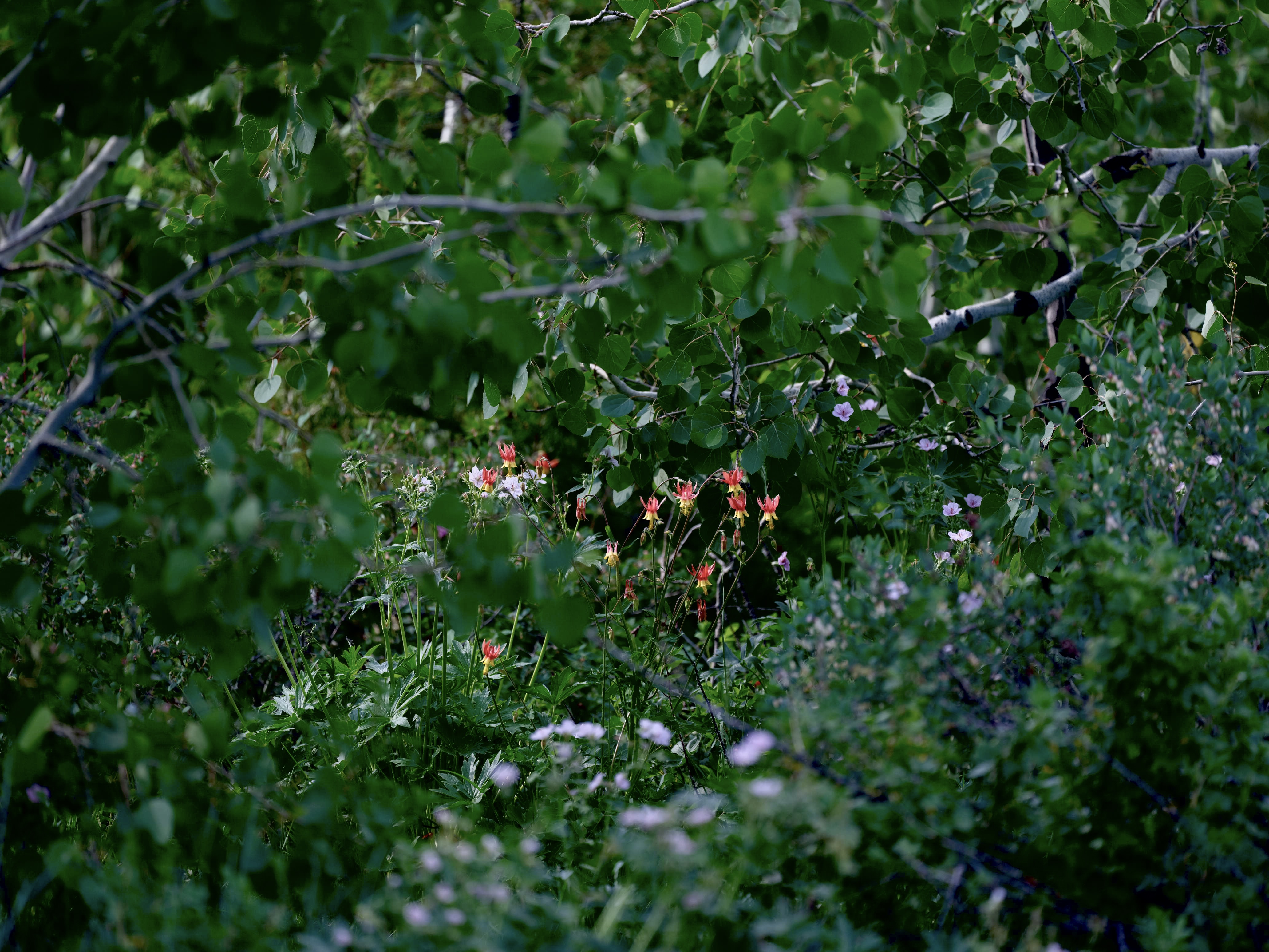 Of Mountain Wildflowers