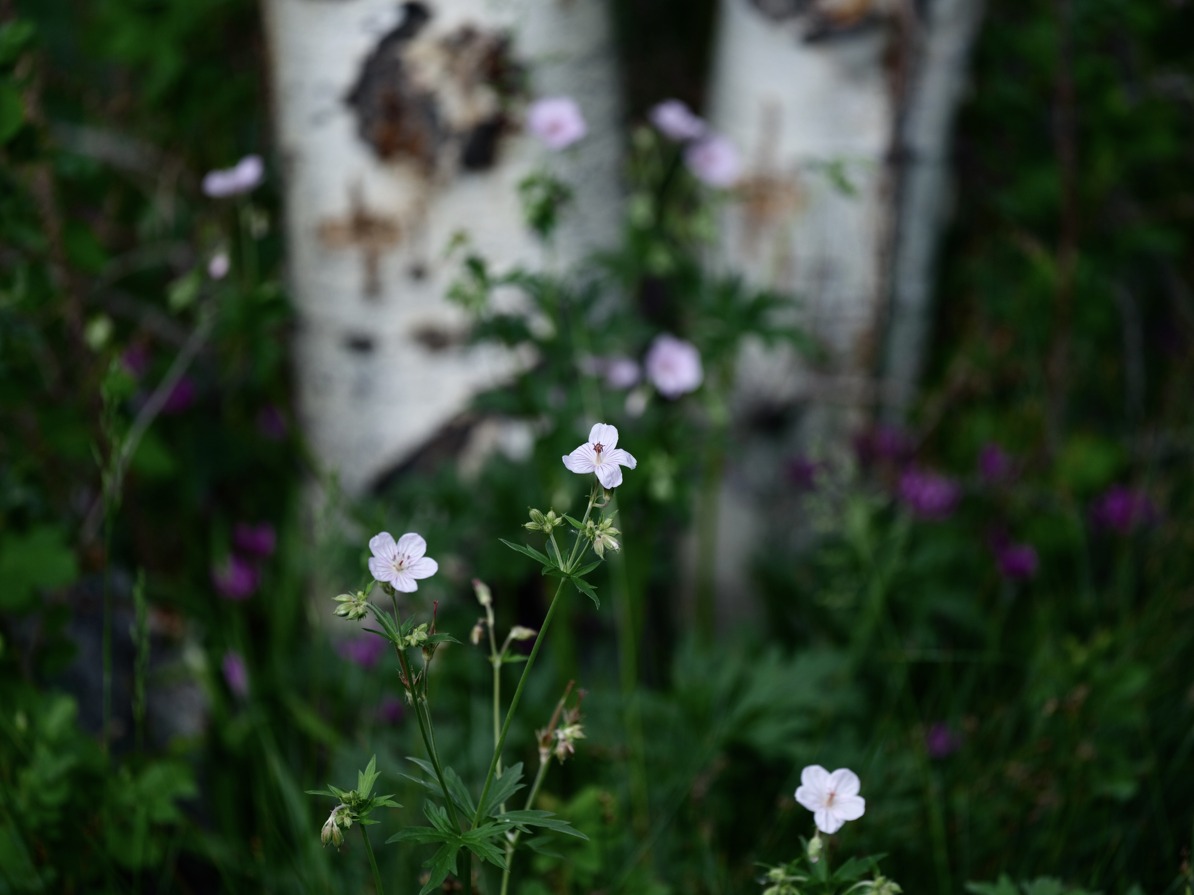 Of Mountain Wildflowers