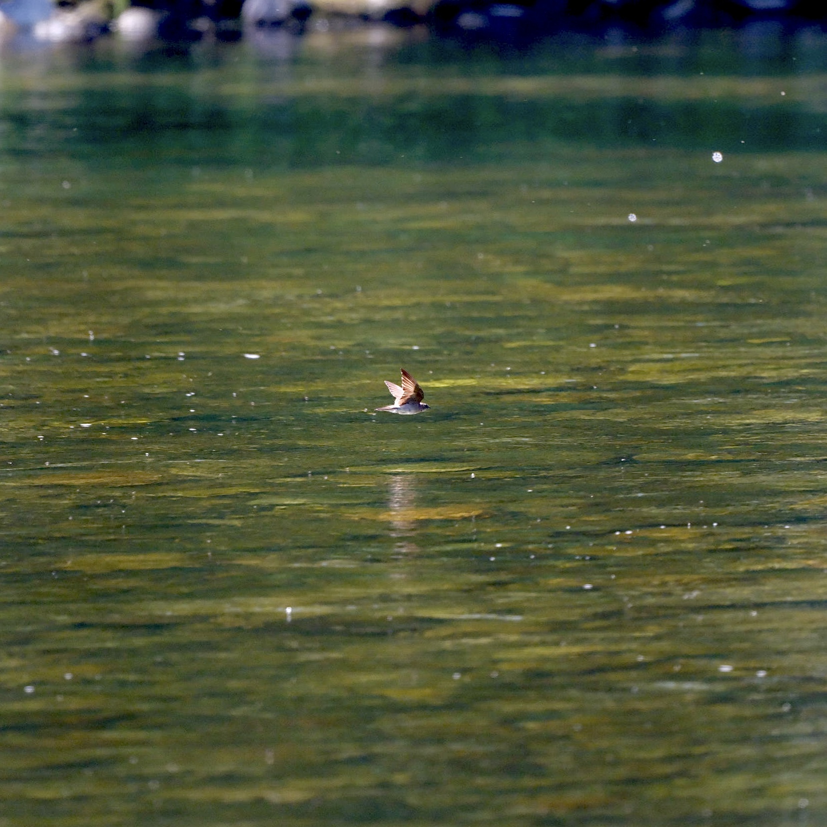 Selway River