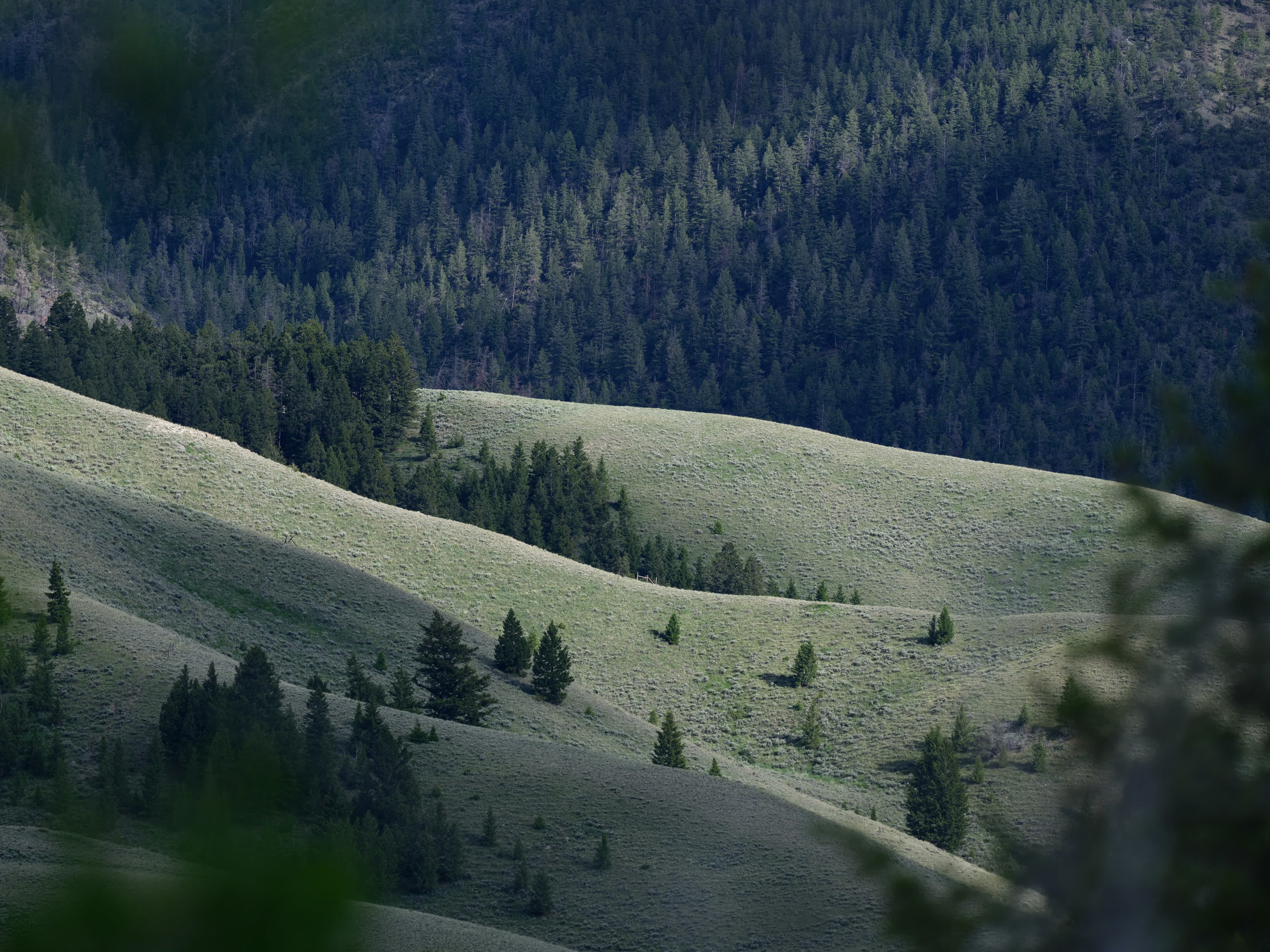 Of Mountain Wildflowers