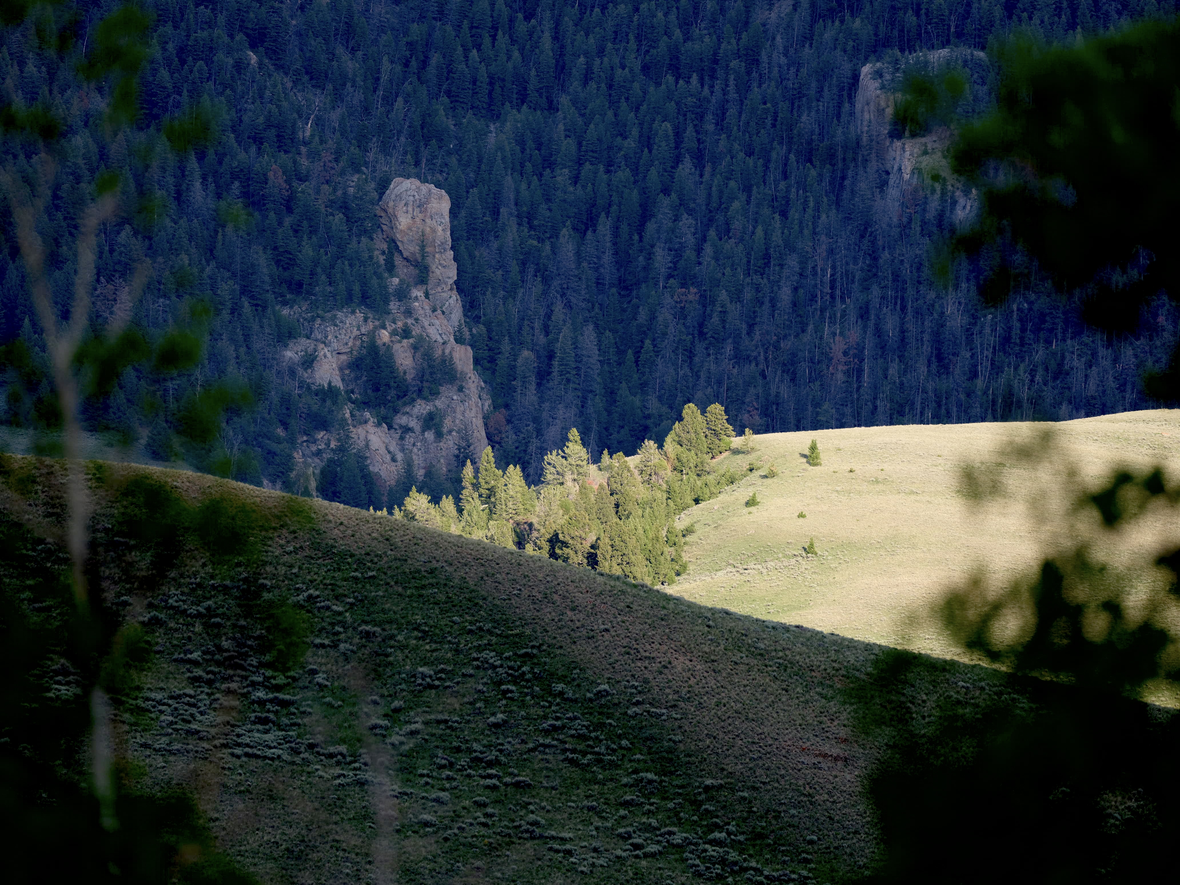Of Mountain Wildflowers