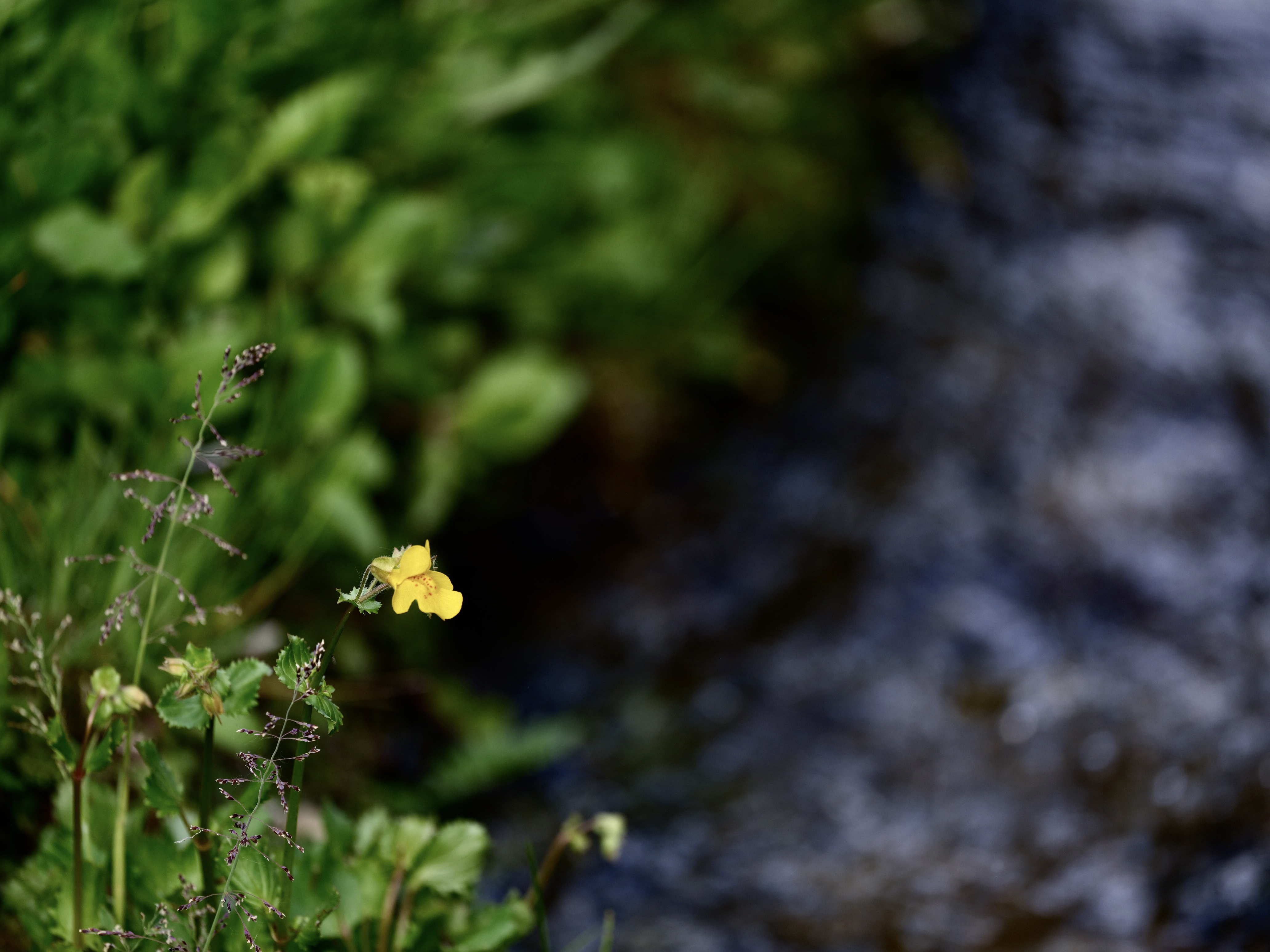 Of Mountain Wildflowers
