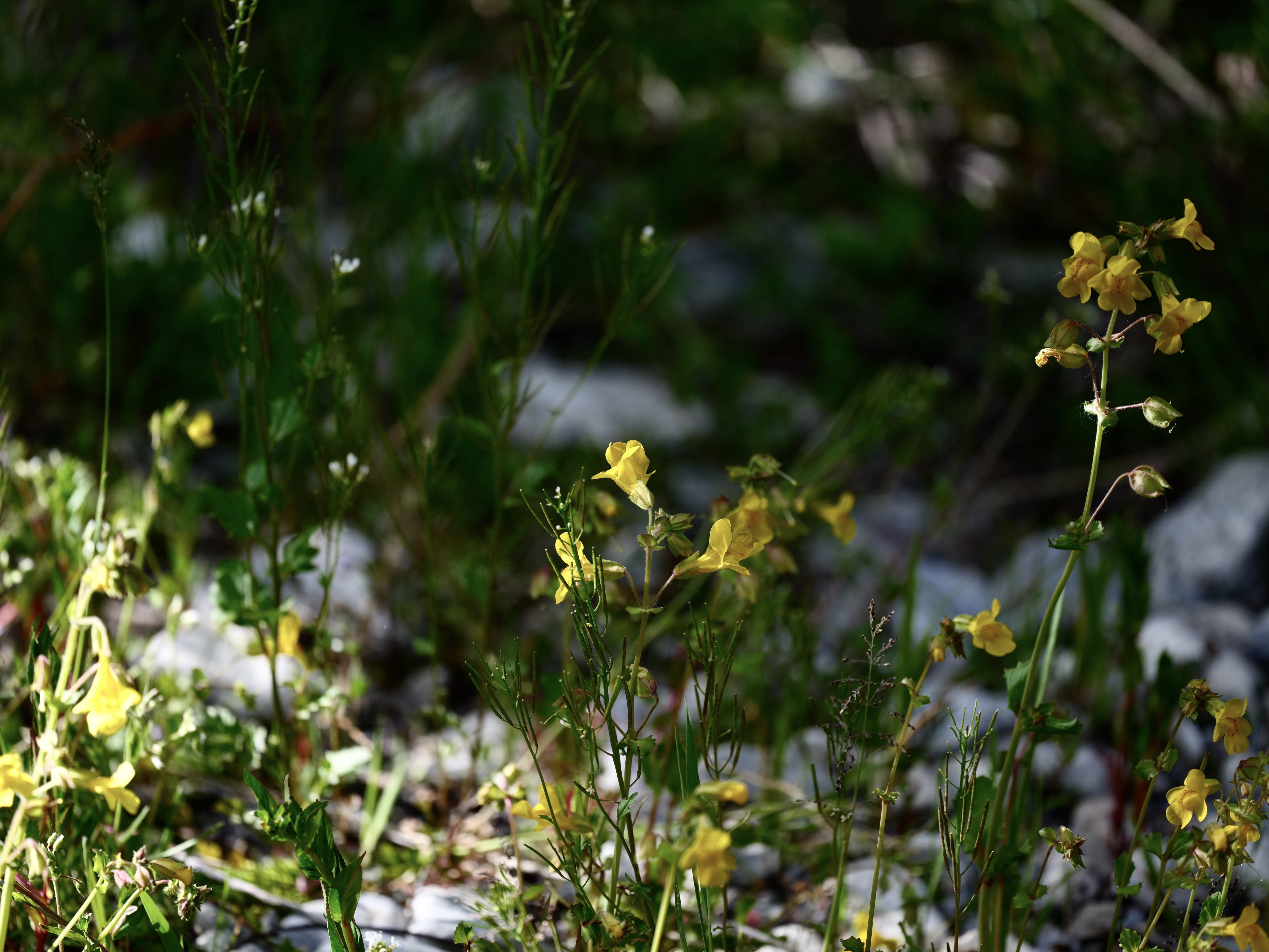 Of Mountain Wildflowers