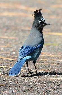 Steller's Jay flagstaff arizona.jpg