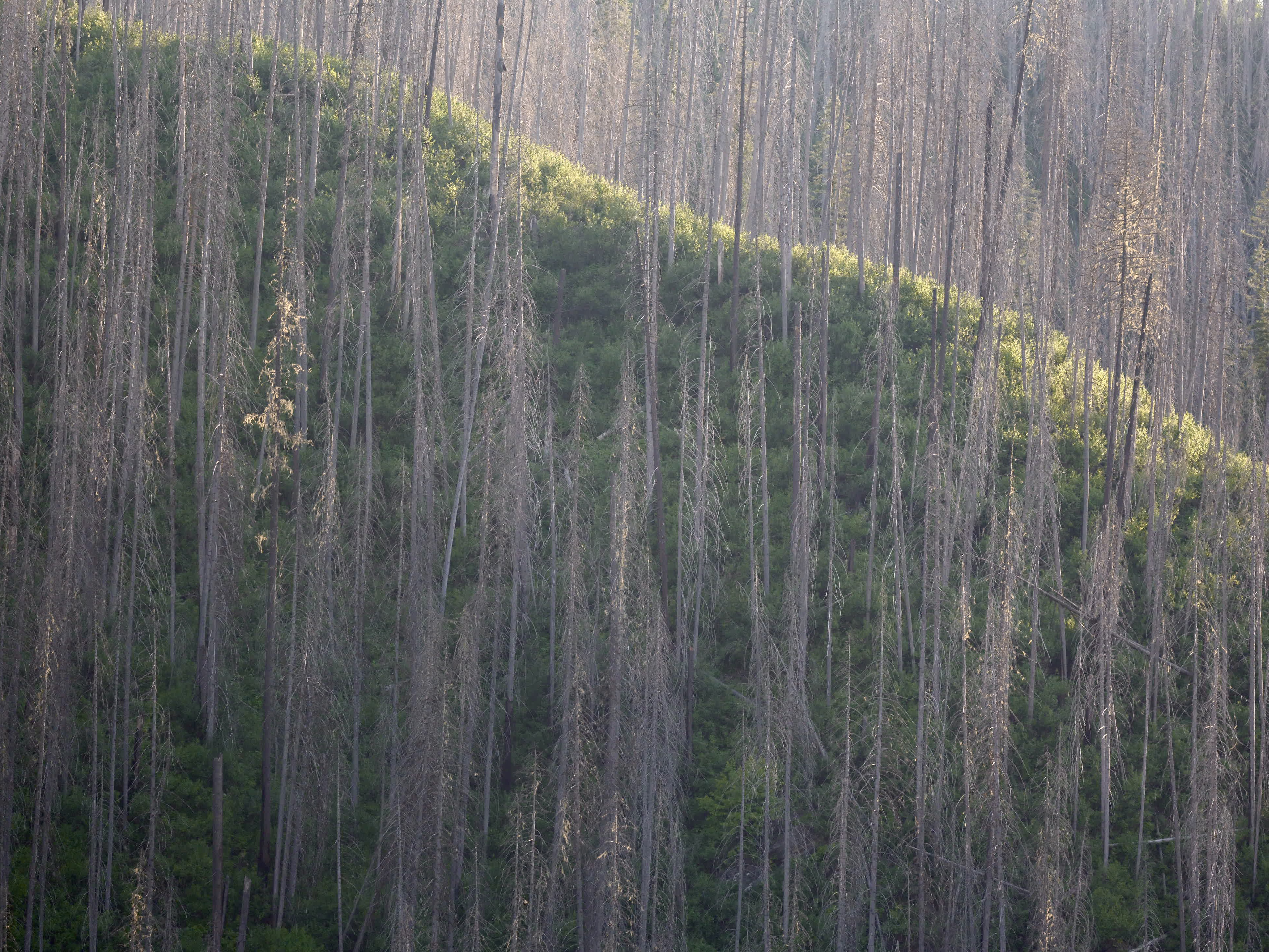 Selway River