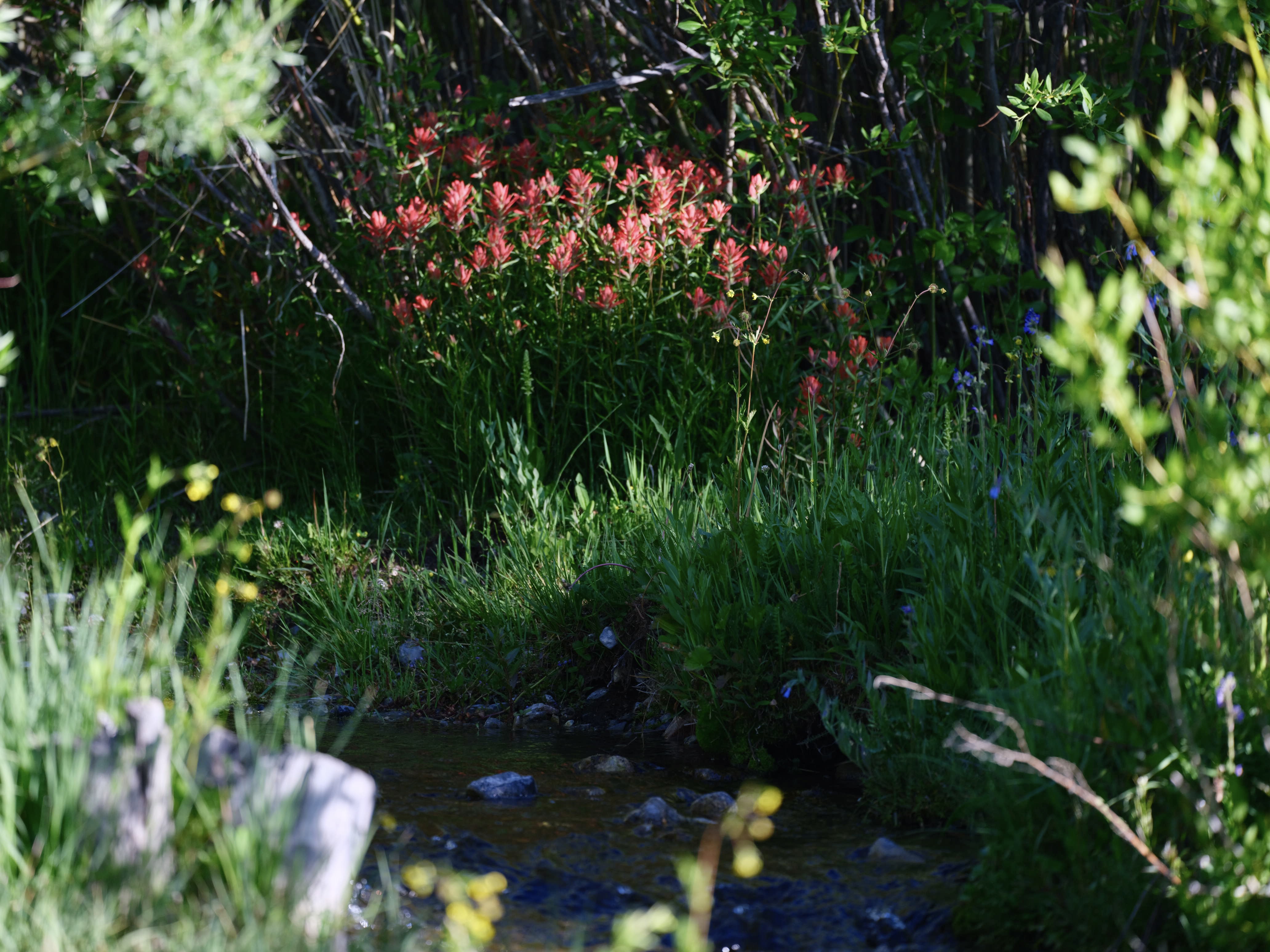 Of Mountain Wildflowers