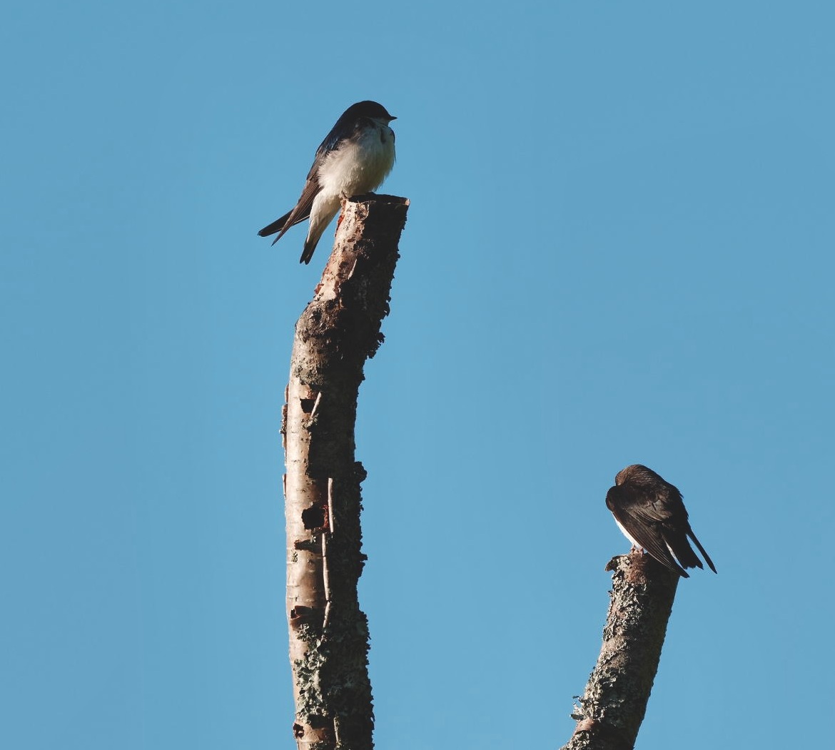 Swallows