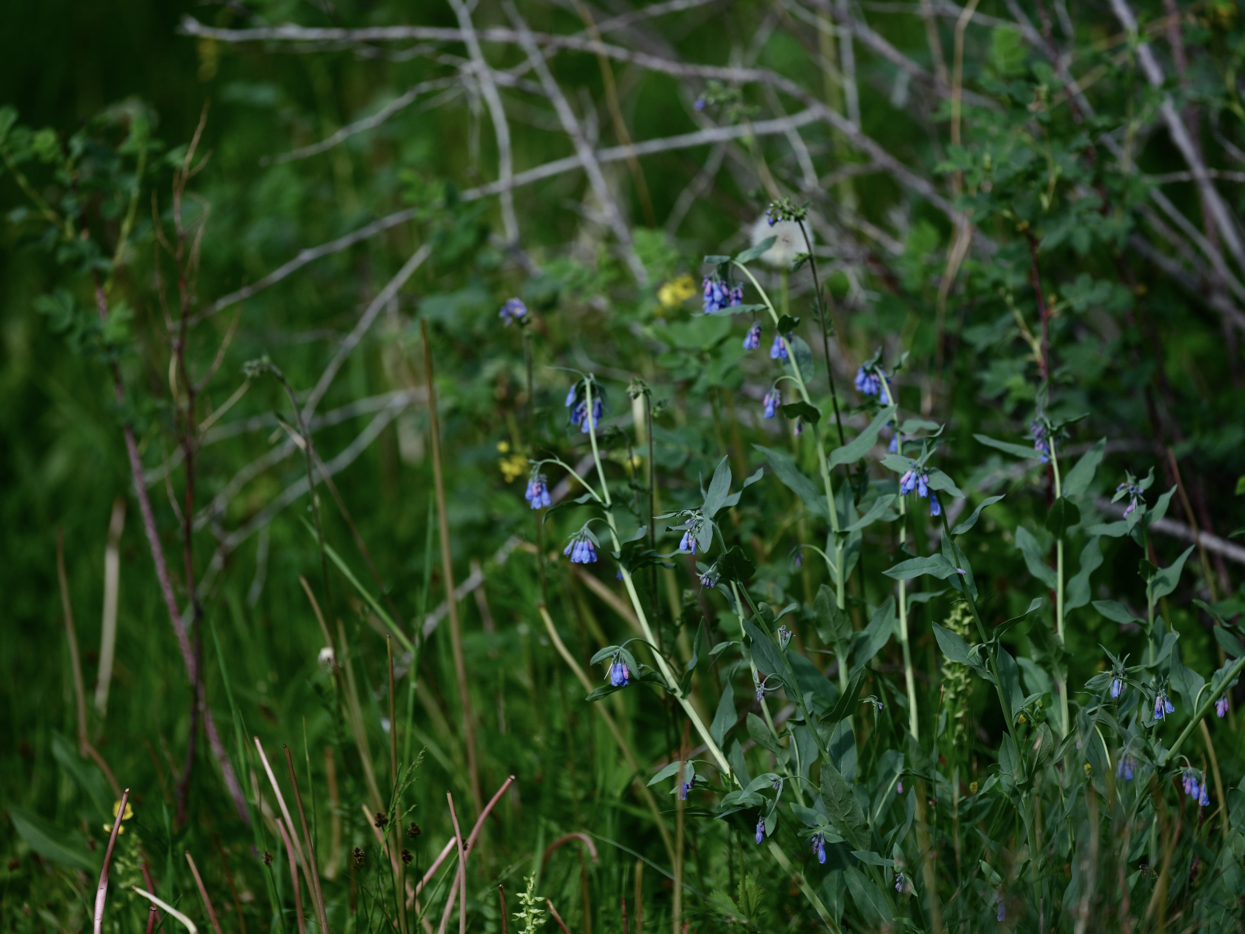Of Mountain Wildflowers