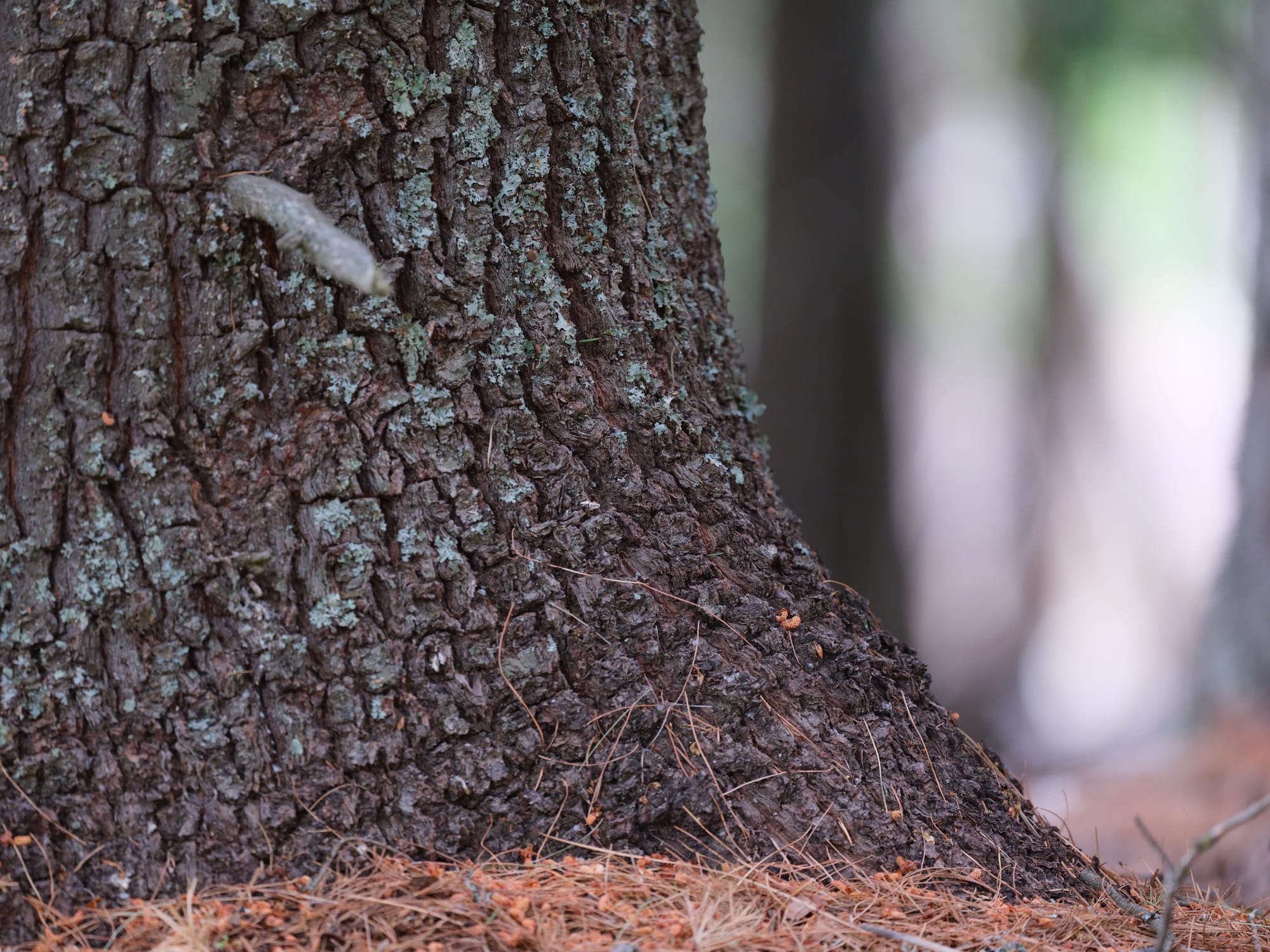 Ode to the Western White Pine