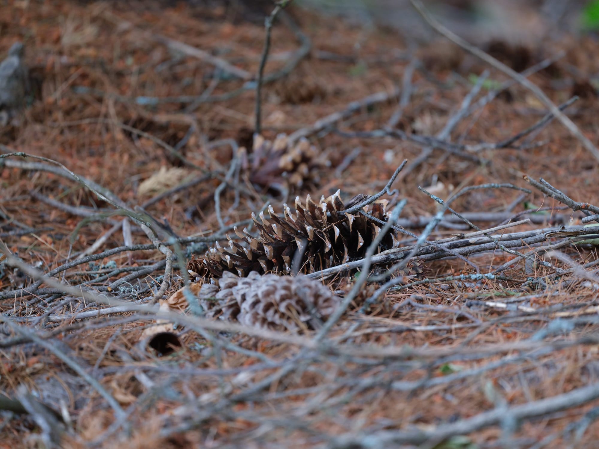 Ode to the Western White Pine