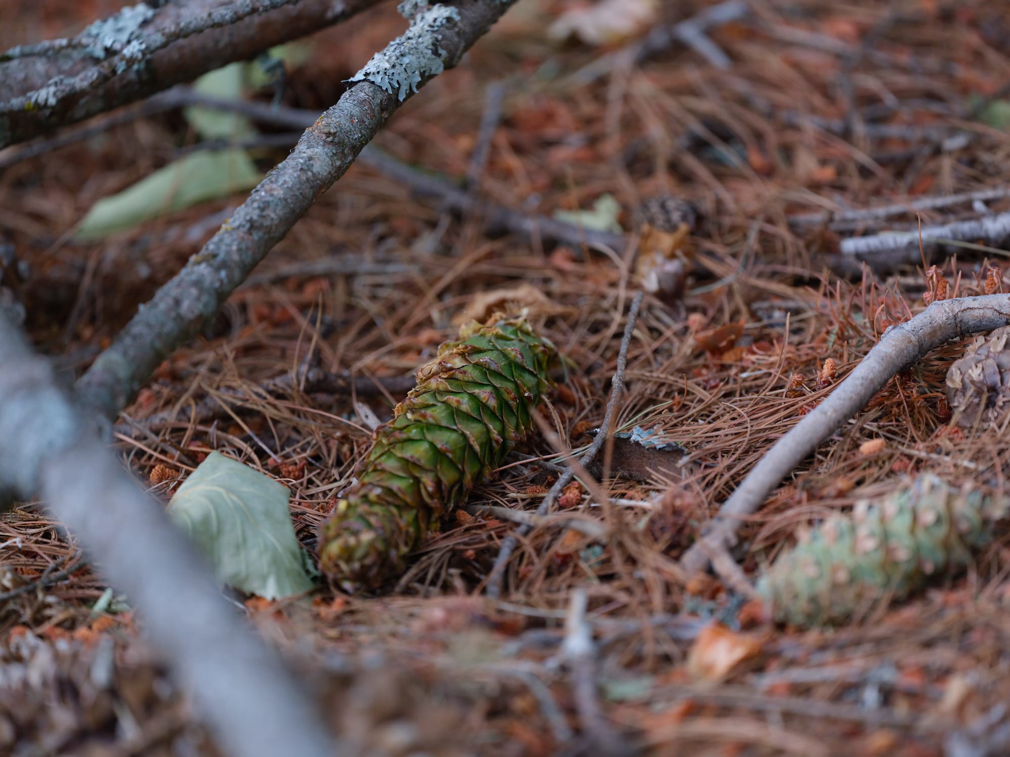 Ode to the Western White Pine