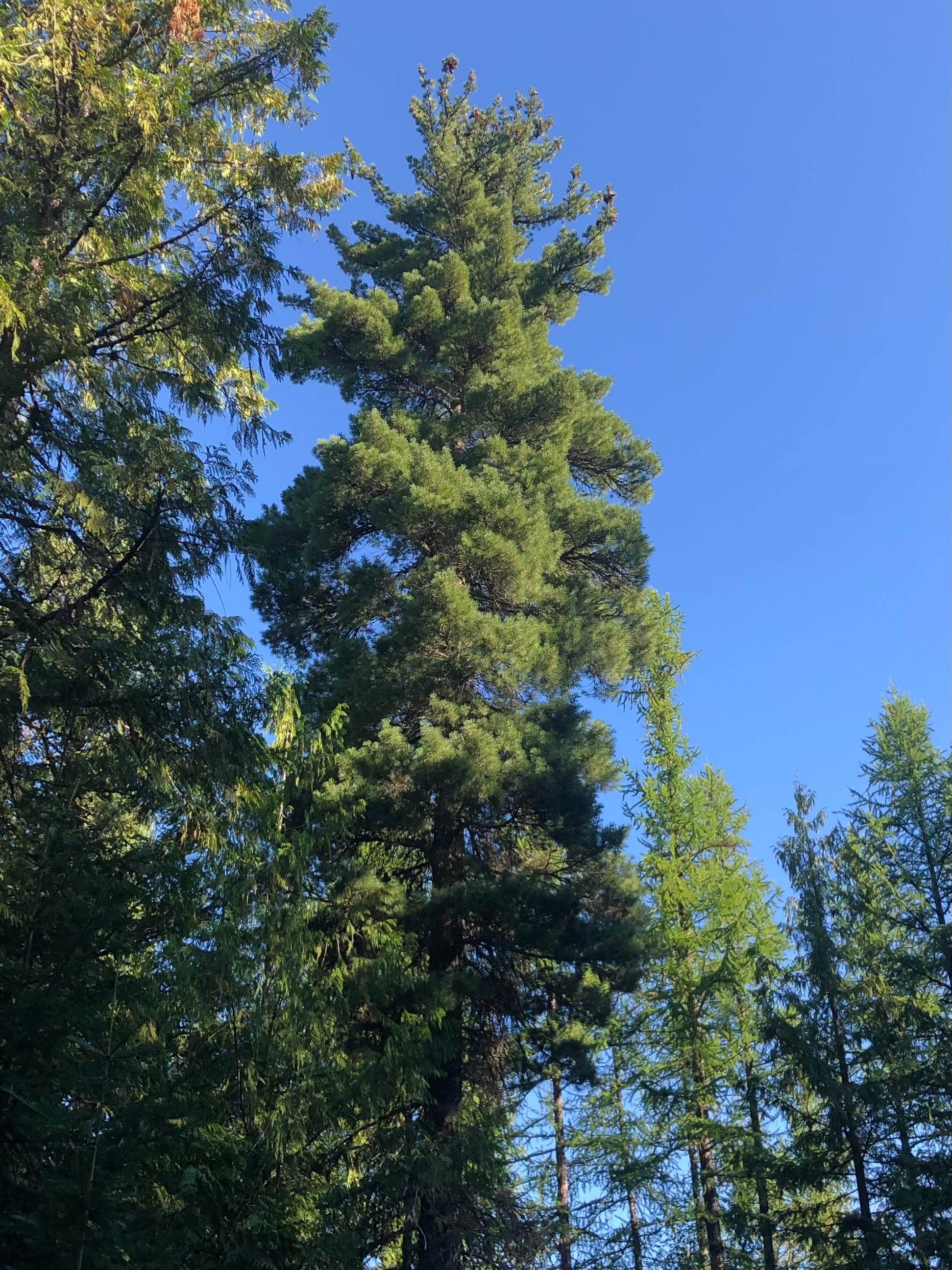 Ode to the Western White Pine