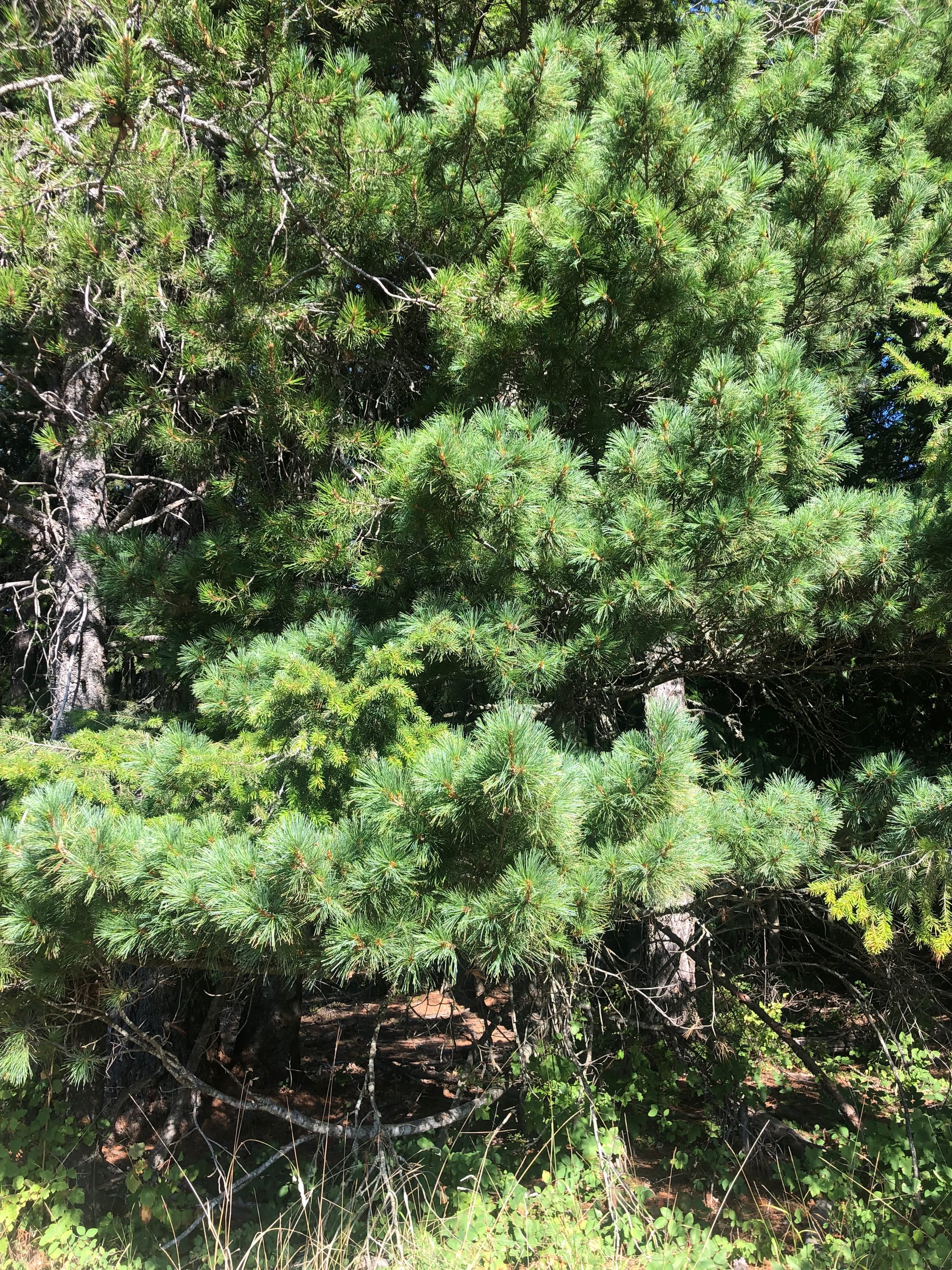 Ode to the Western White Pine