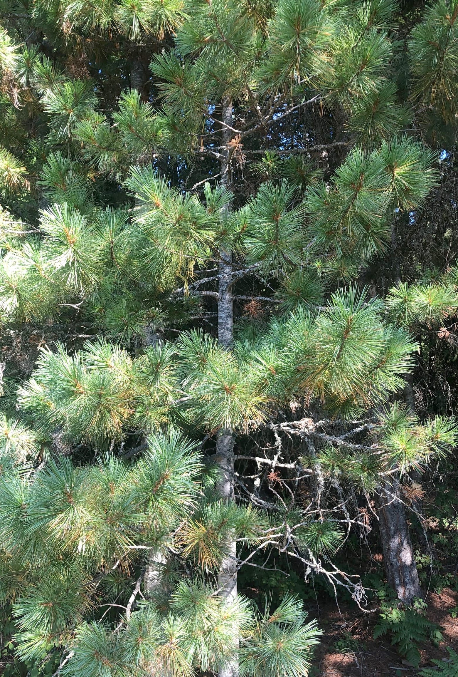 Ode to the Western White Pine
