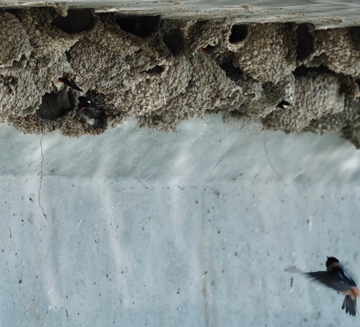 Swallows