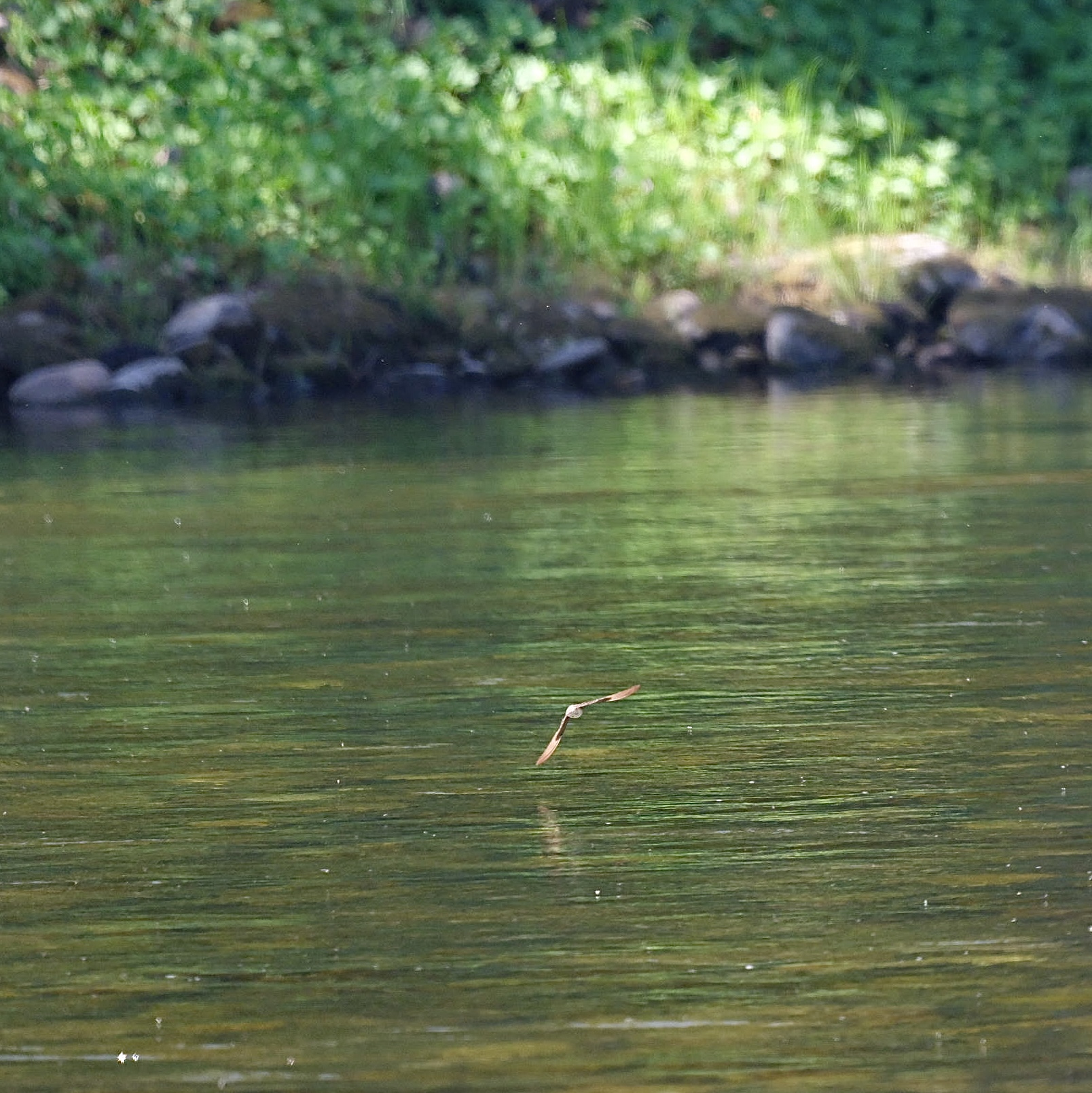 Selway River