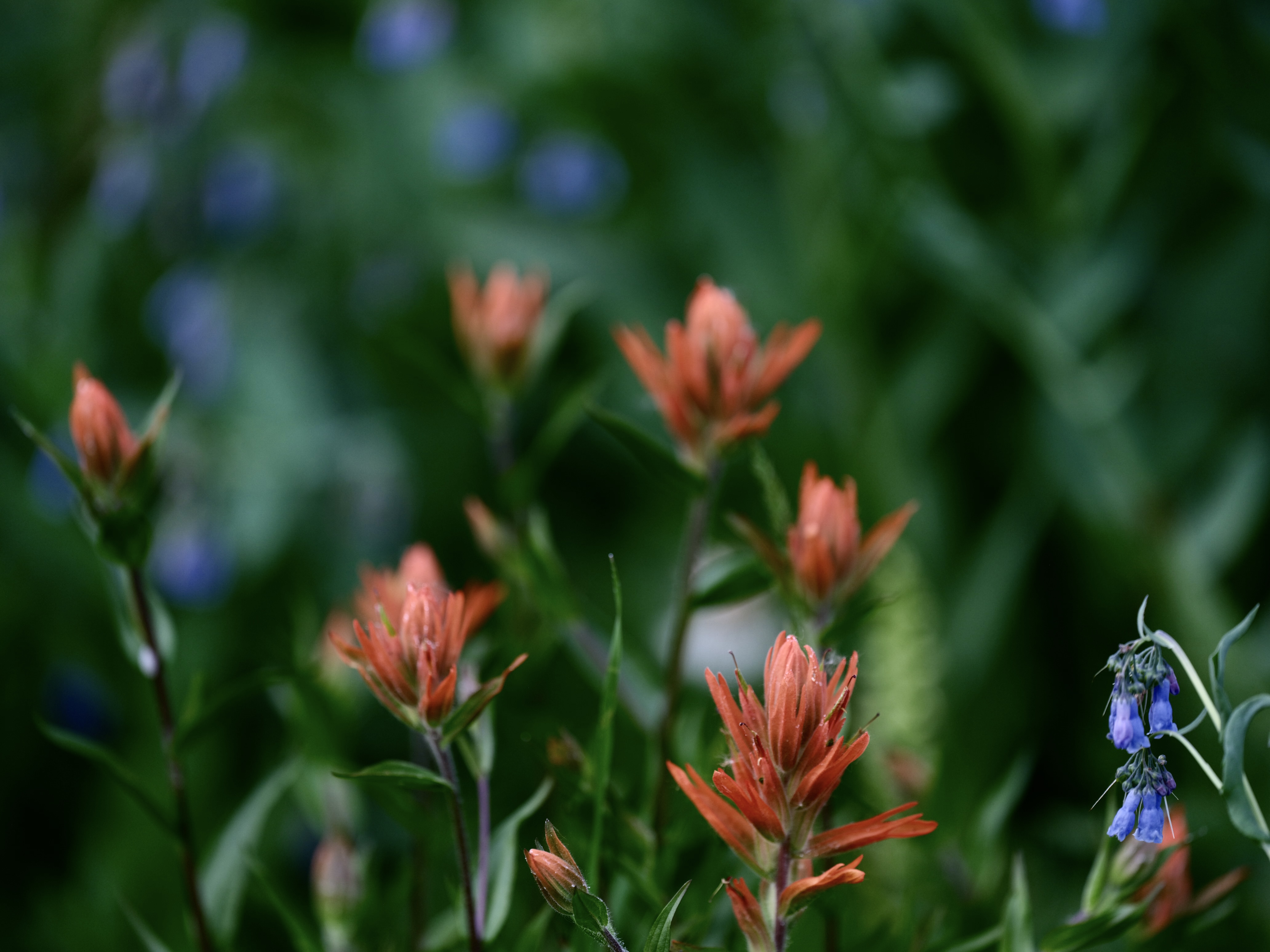 Of Mountain Wildflowers