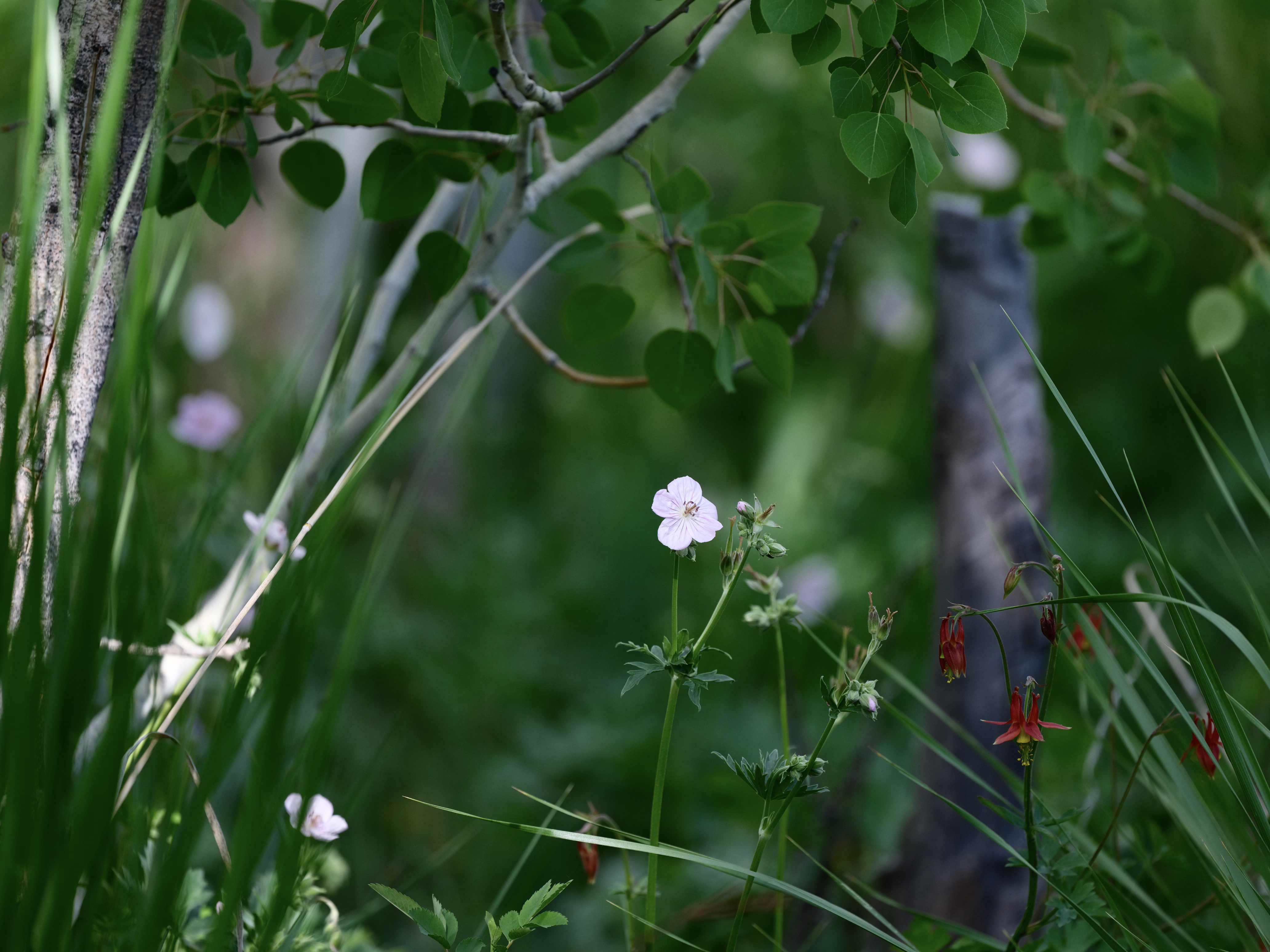 Of Mountain Wildflowers