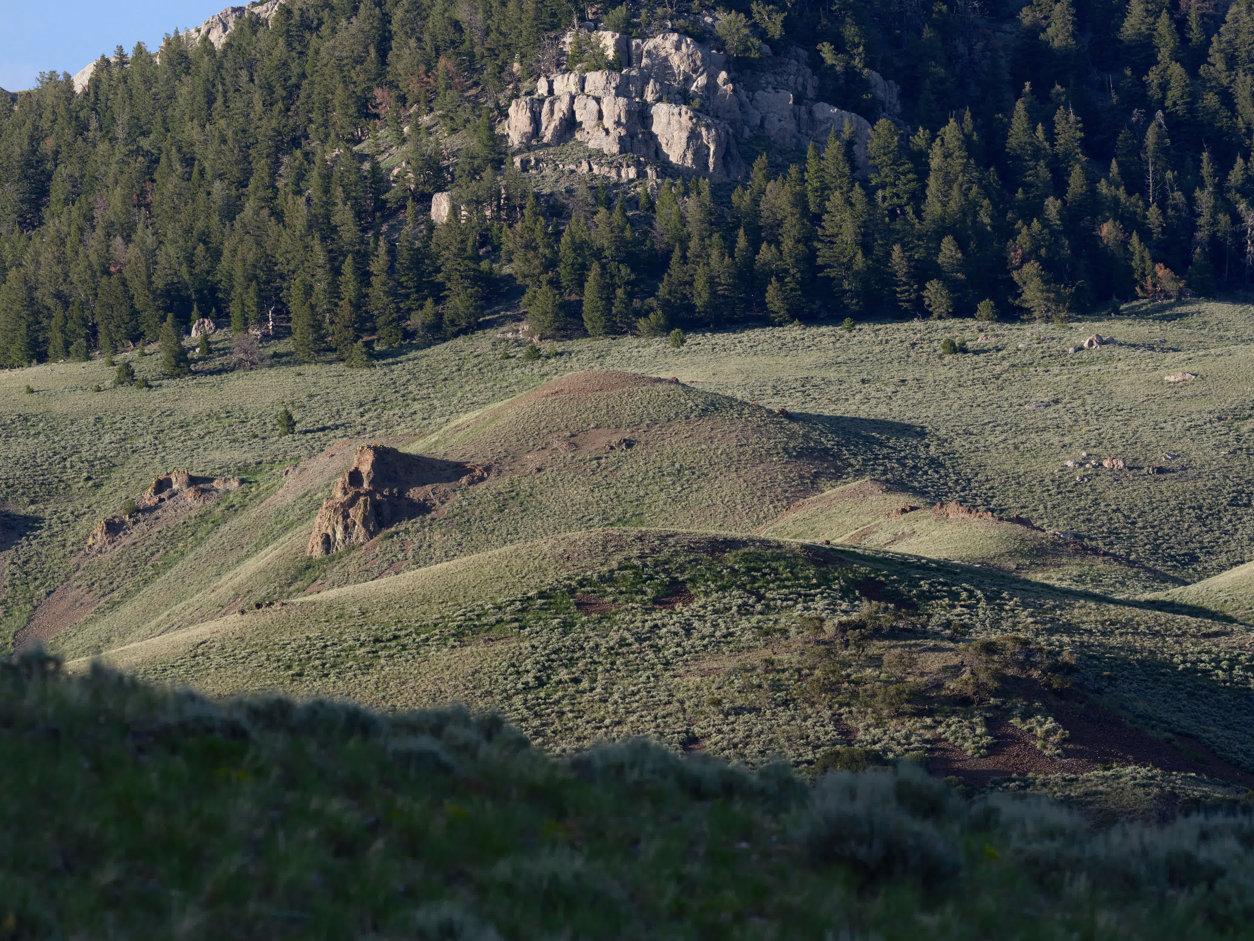 Of Mountain Wildflowers