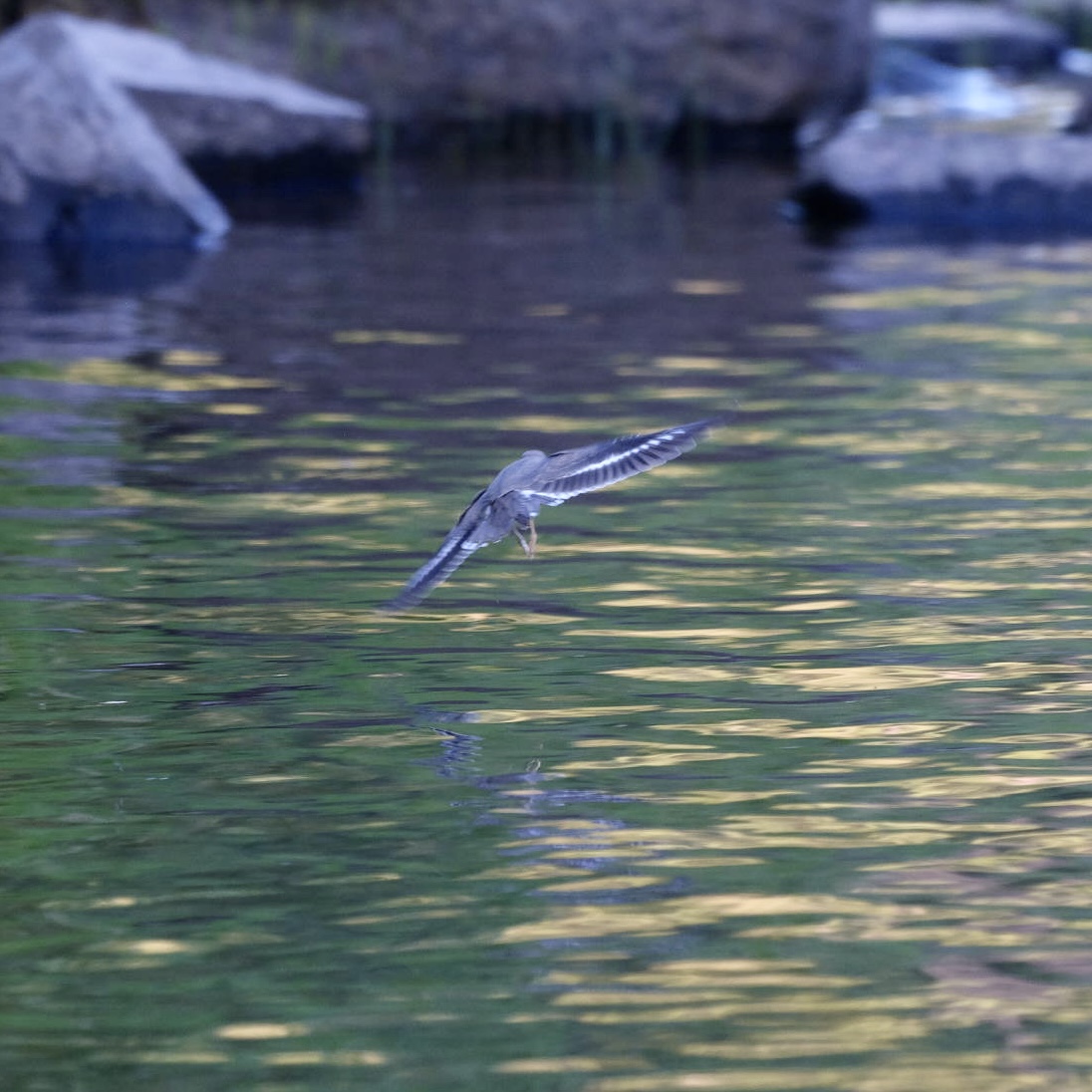 Selway River