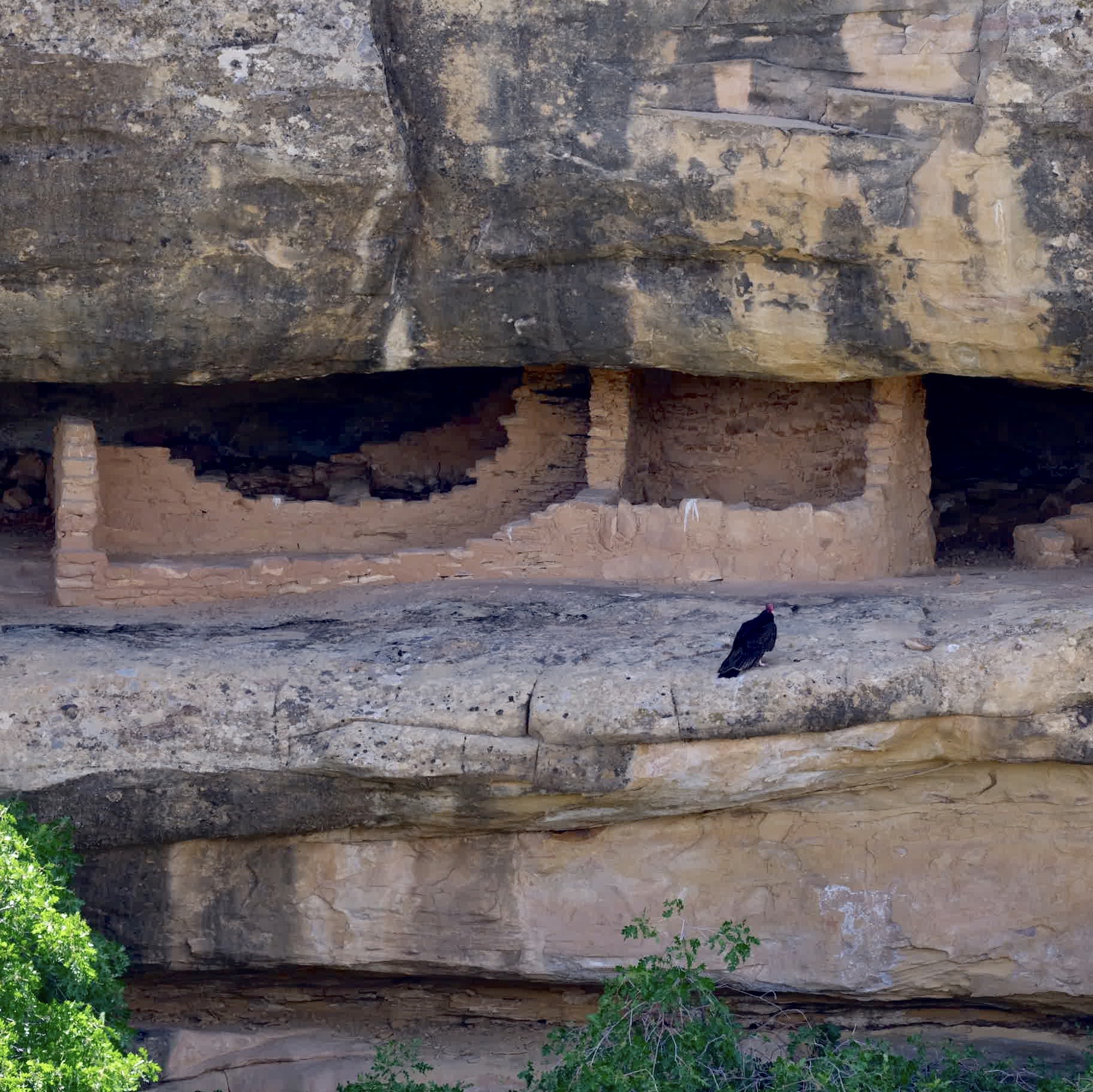 Mesa Verde