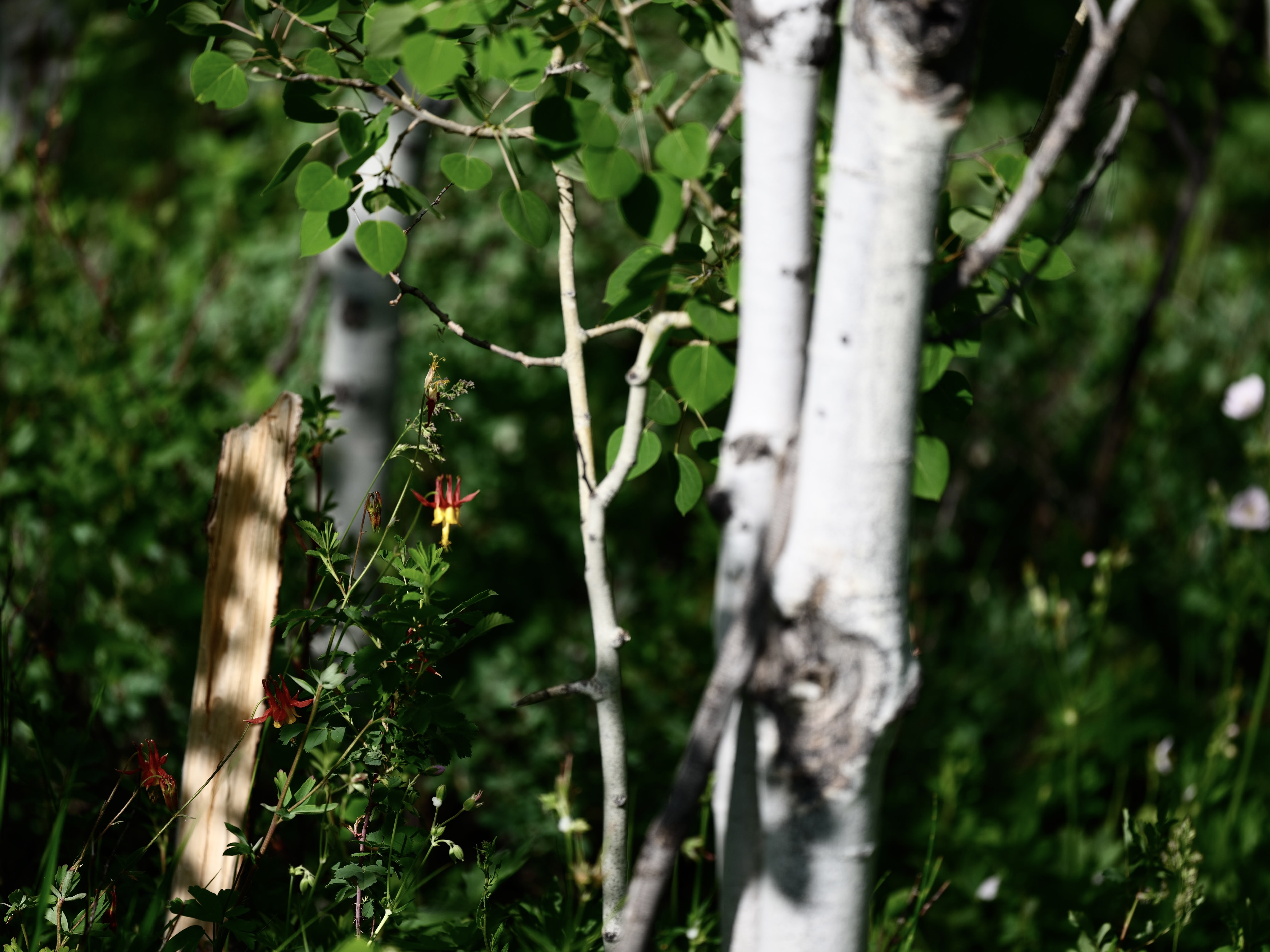 Of Mountain Wildflowers