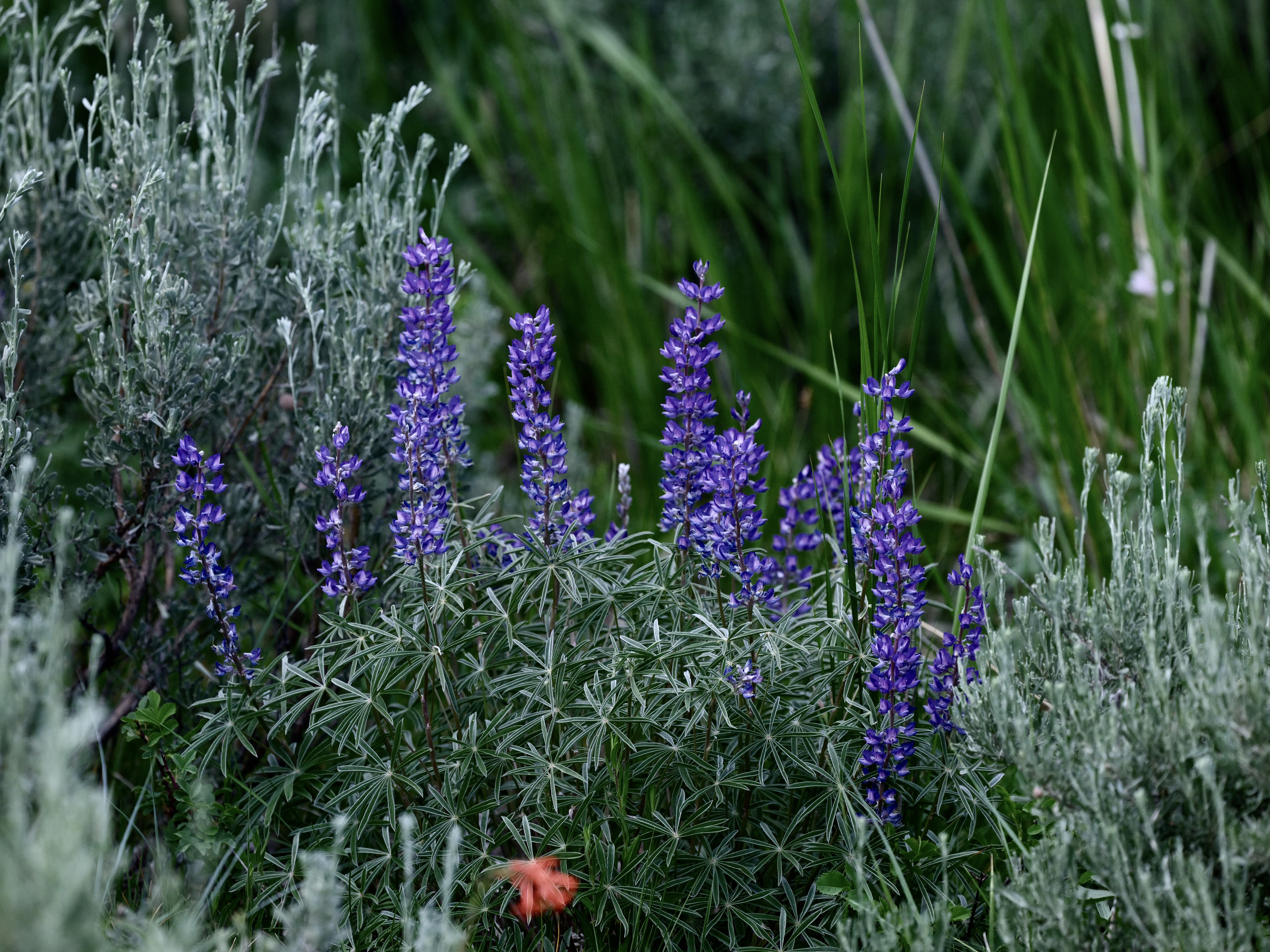 Of Mountain Wildflowers