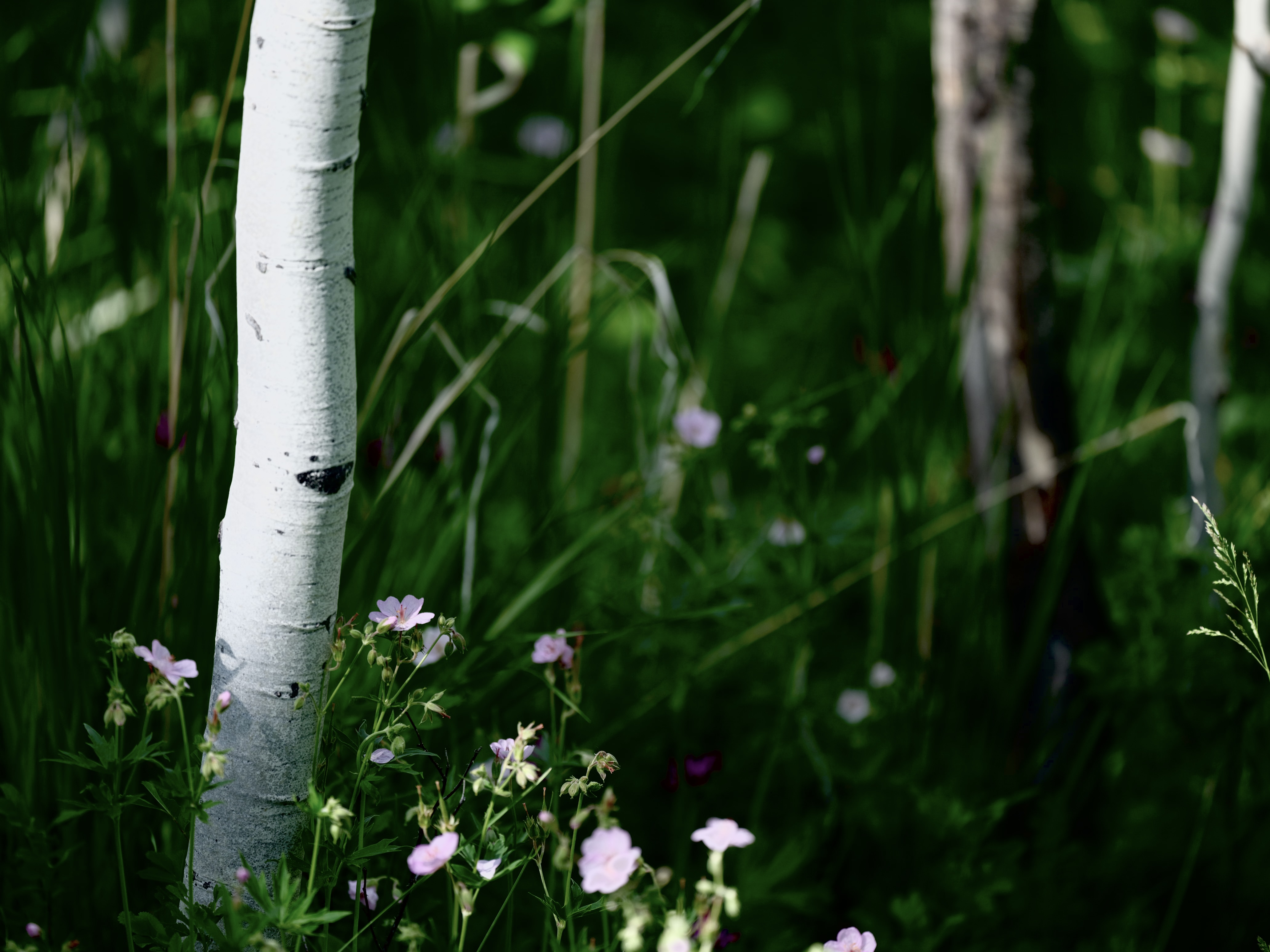 Of Mountain Wildflowers