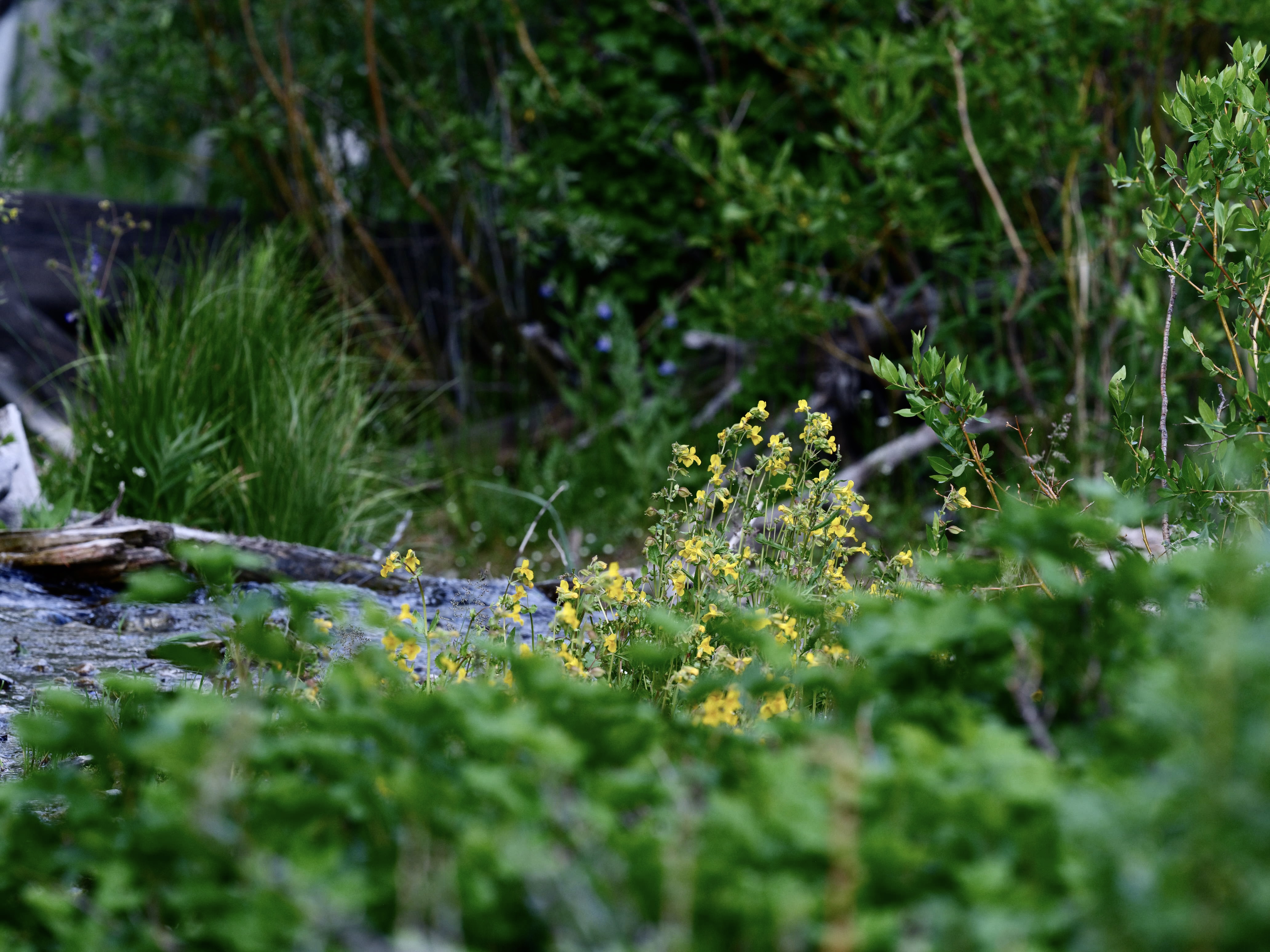 Of Mountain Wildflowers