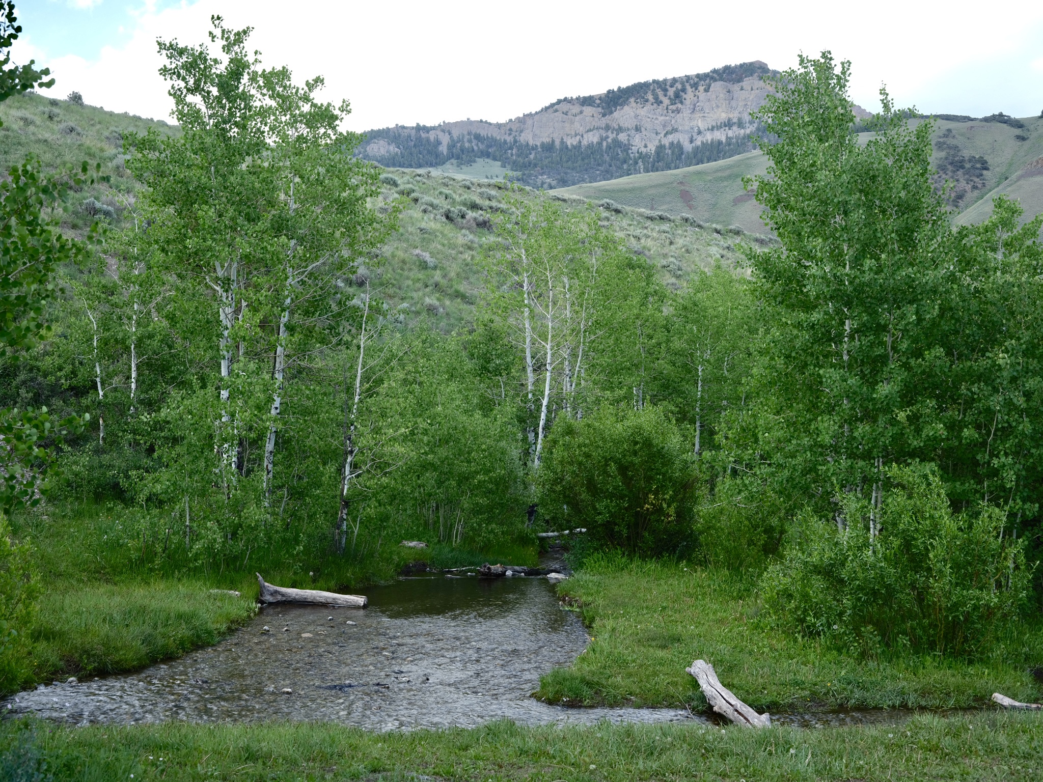 Of Mountain Wildflowers