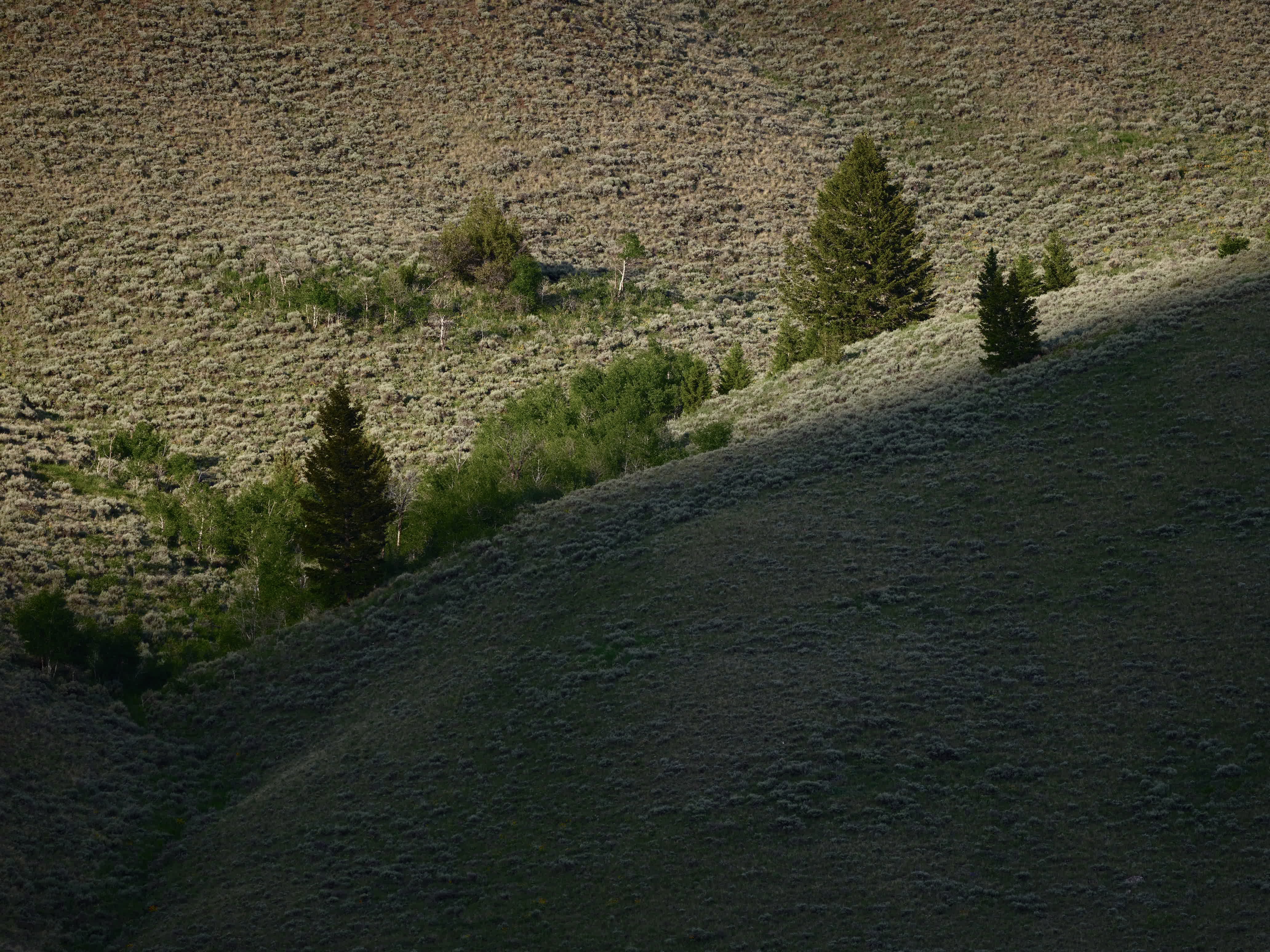 Of Mountain Wildflowers