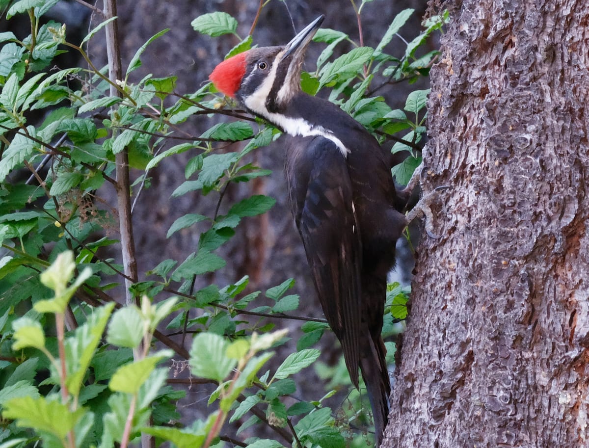 Pileated Woodpecker Encounter