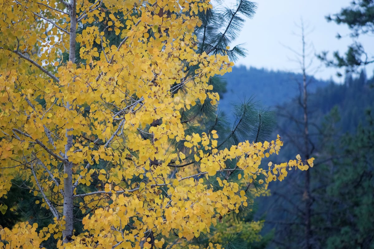 My Aspen Fetish