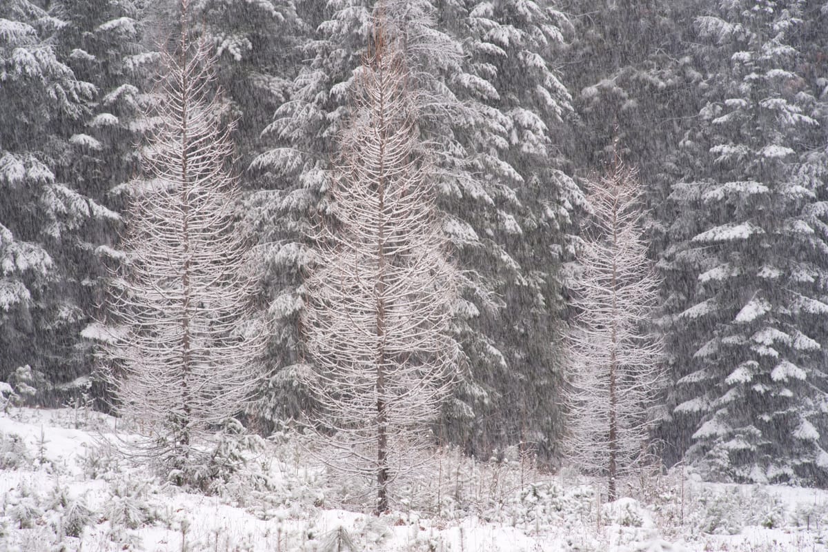 Pine Street Woods Jan 31 2025