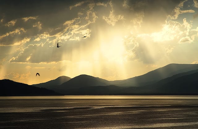Framing Bird Light