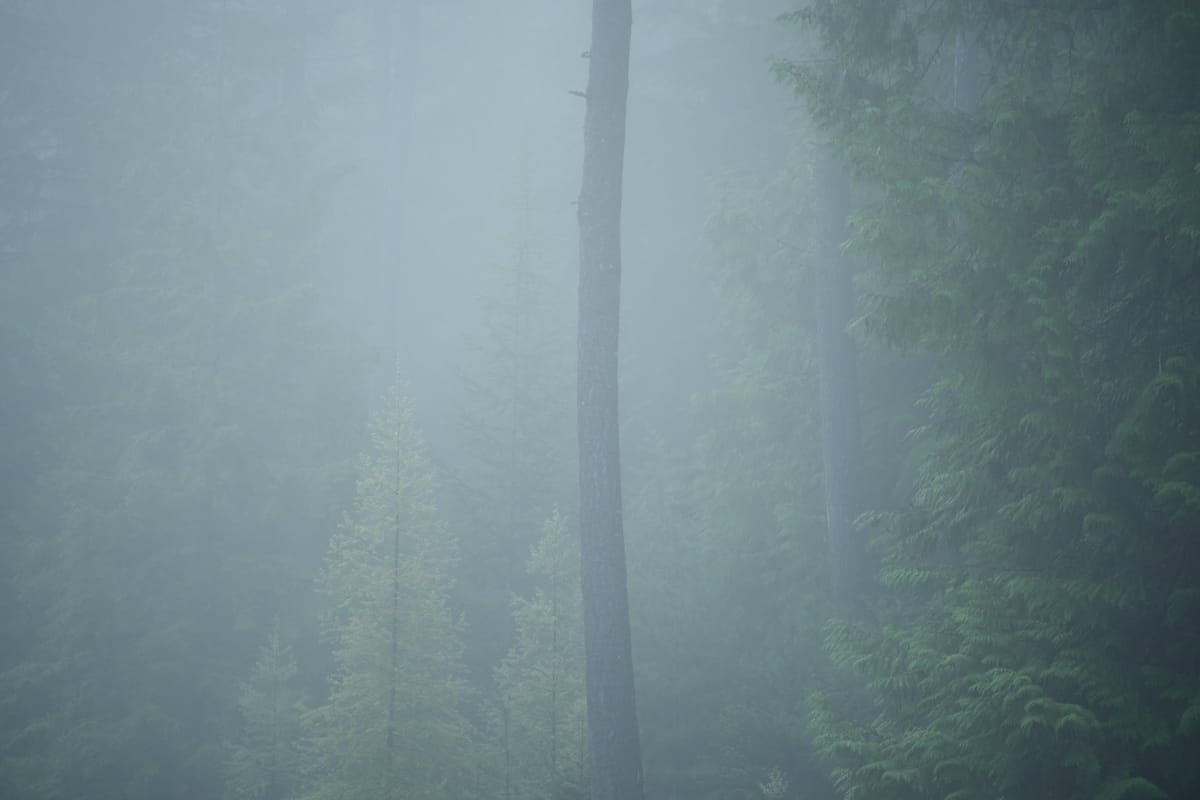 Foggy May Morning Pine Street Woods
