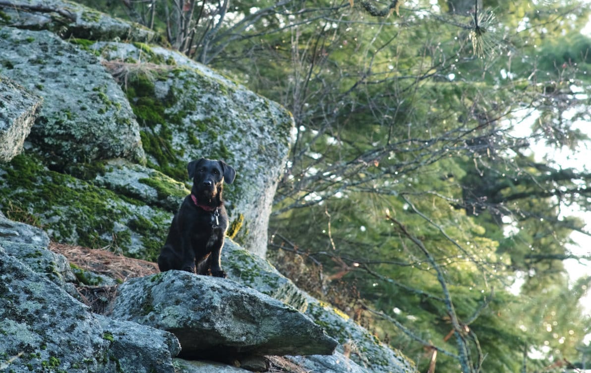 Dogs and Light