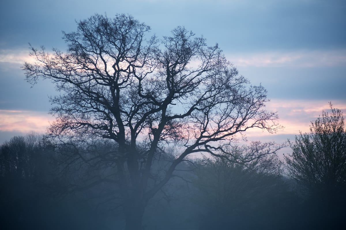 Winter Dawn