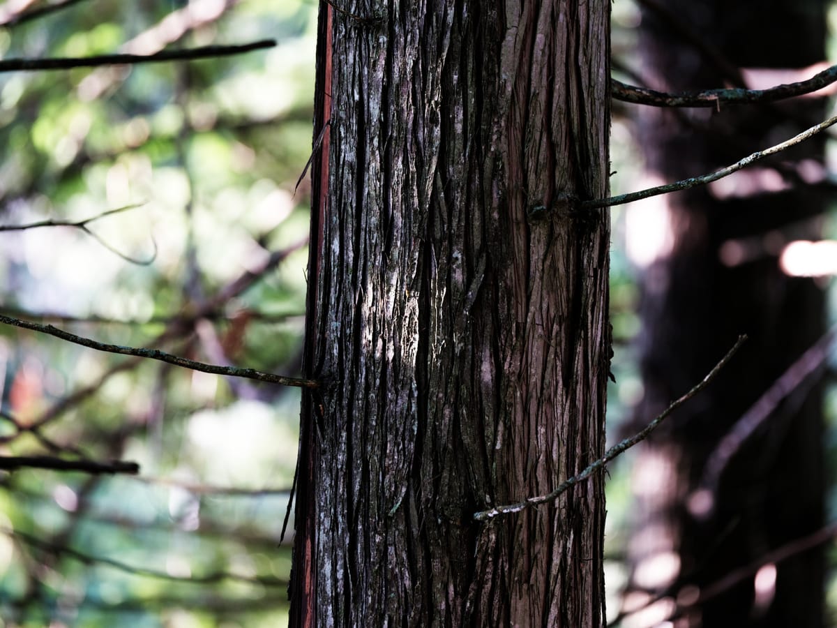 The Stories Trees Tell