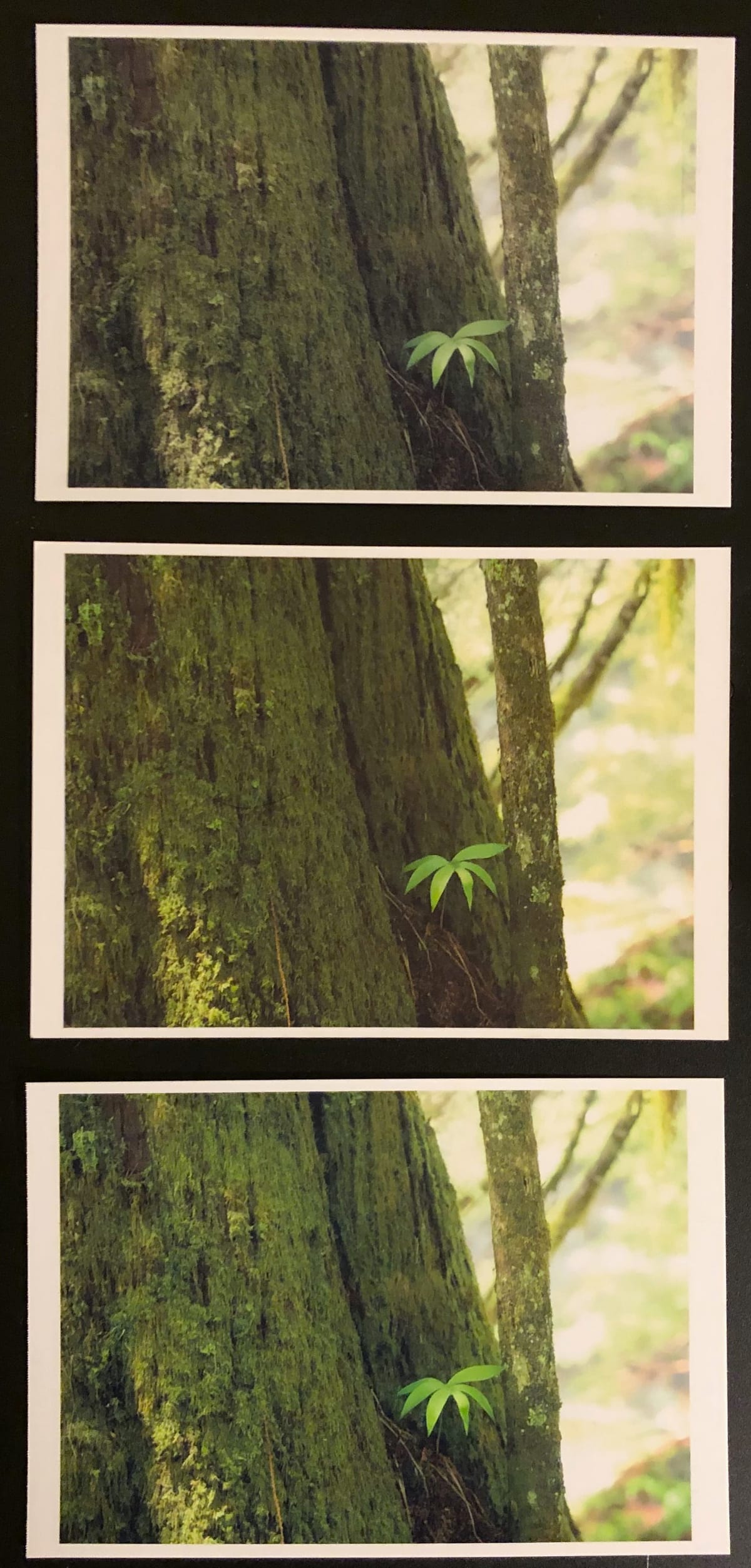 Small Prints