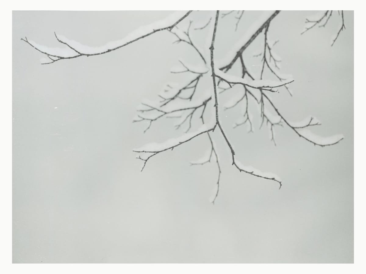 Printing Snow Laden Branch: Fomatone MG Warmtone Glossy