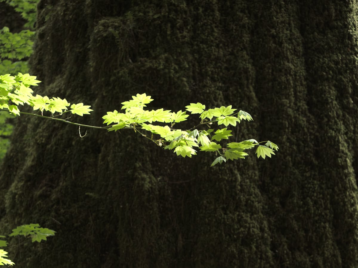 Olympic Peninsula
