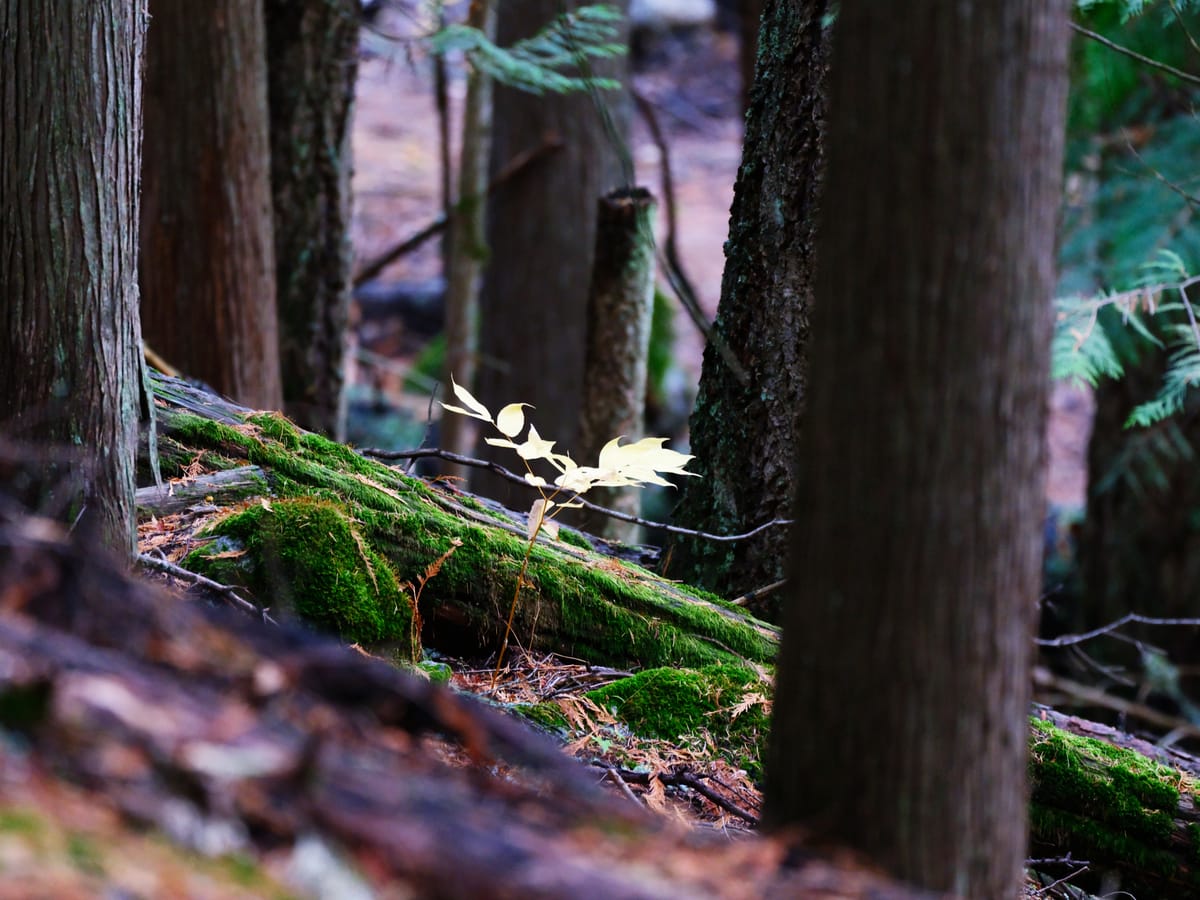 Ghosts in the Forest