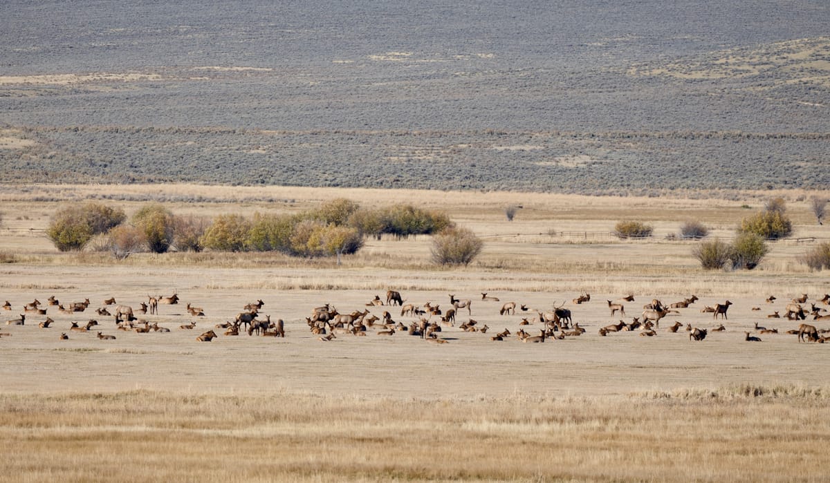 Bannack and Elk