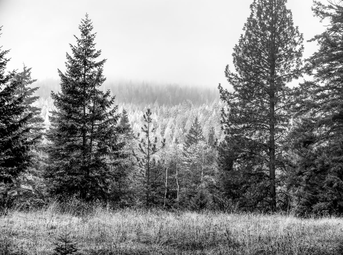 New Use of an Old Camera